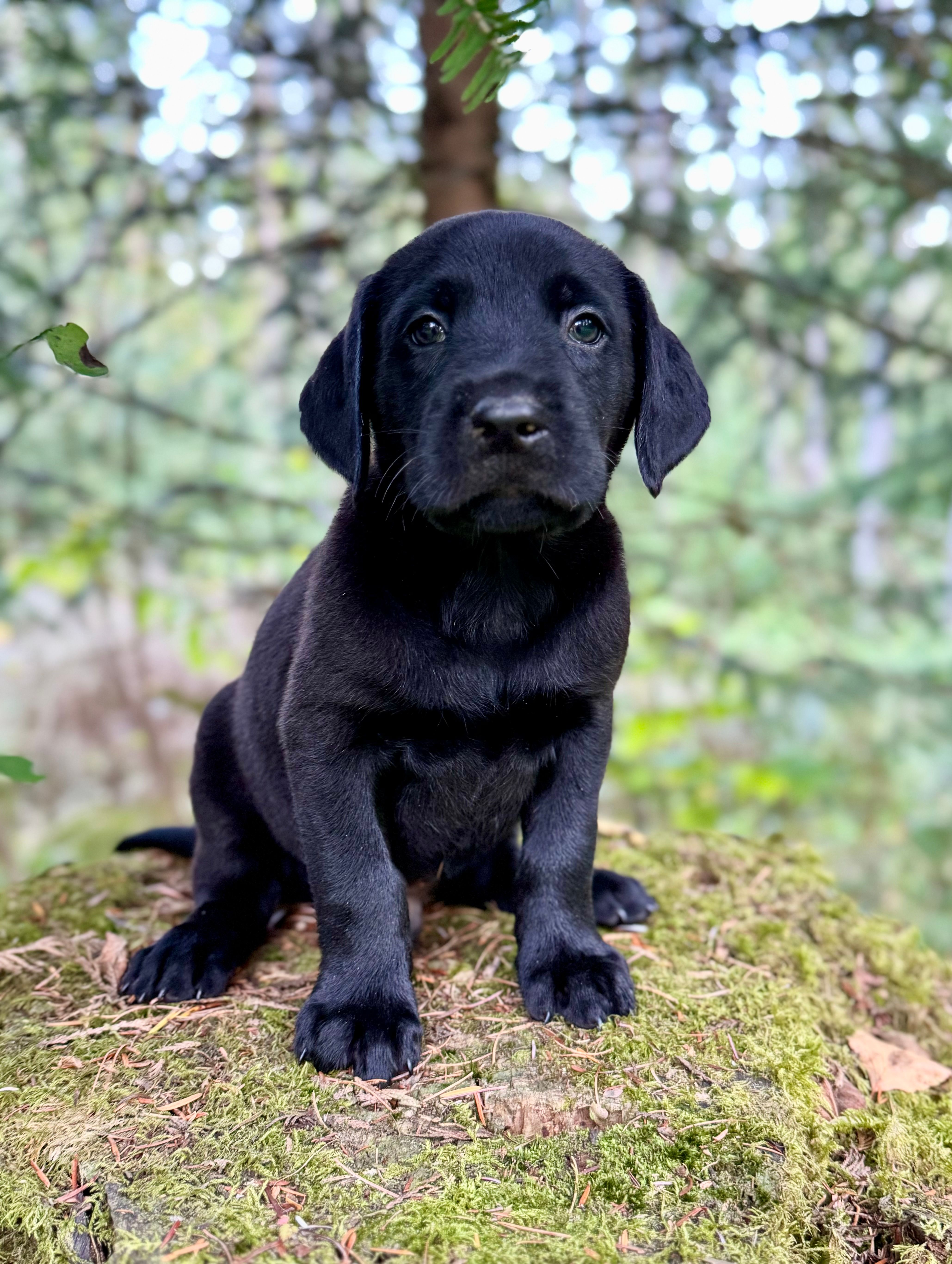 Black Male 🖤 – Labrador Retriever puppy for sale in Bow, WA
