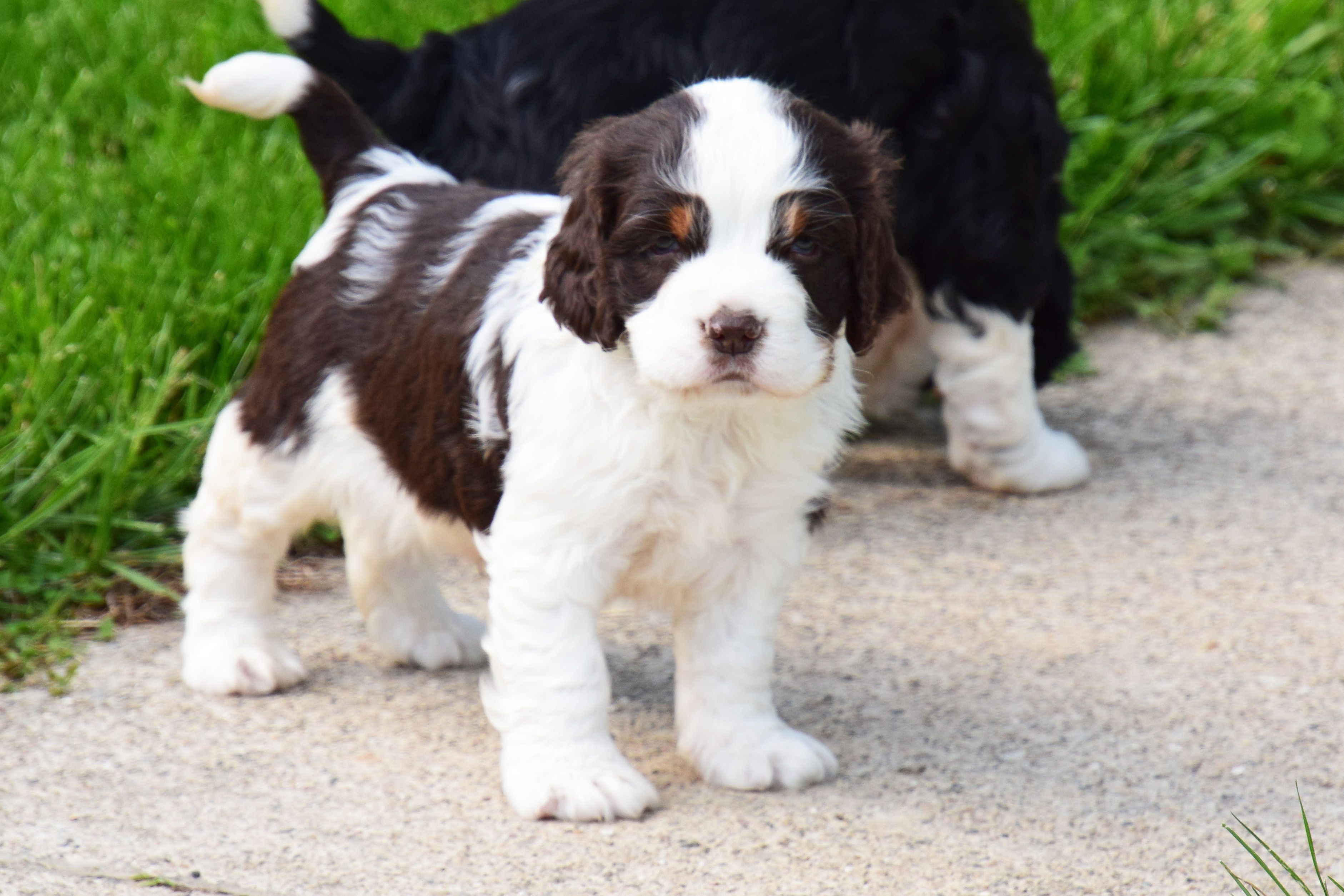Cosmo – English Springer Spaniel puppy for sale in Wabash, IN