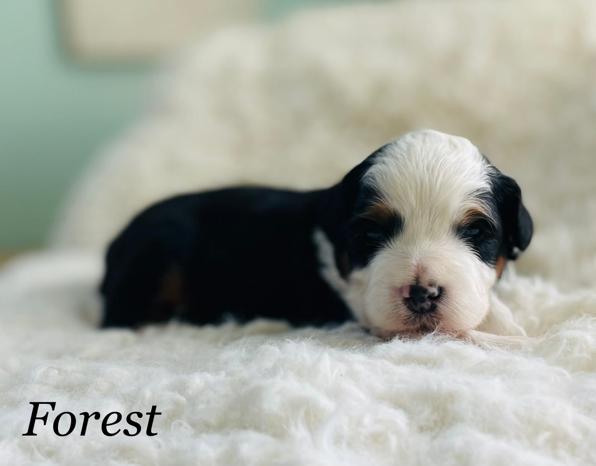 Forest  – Aussiedoodle, Miniature Aussiedoodle puppy for sale in San Diego, CA