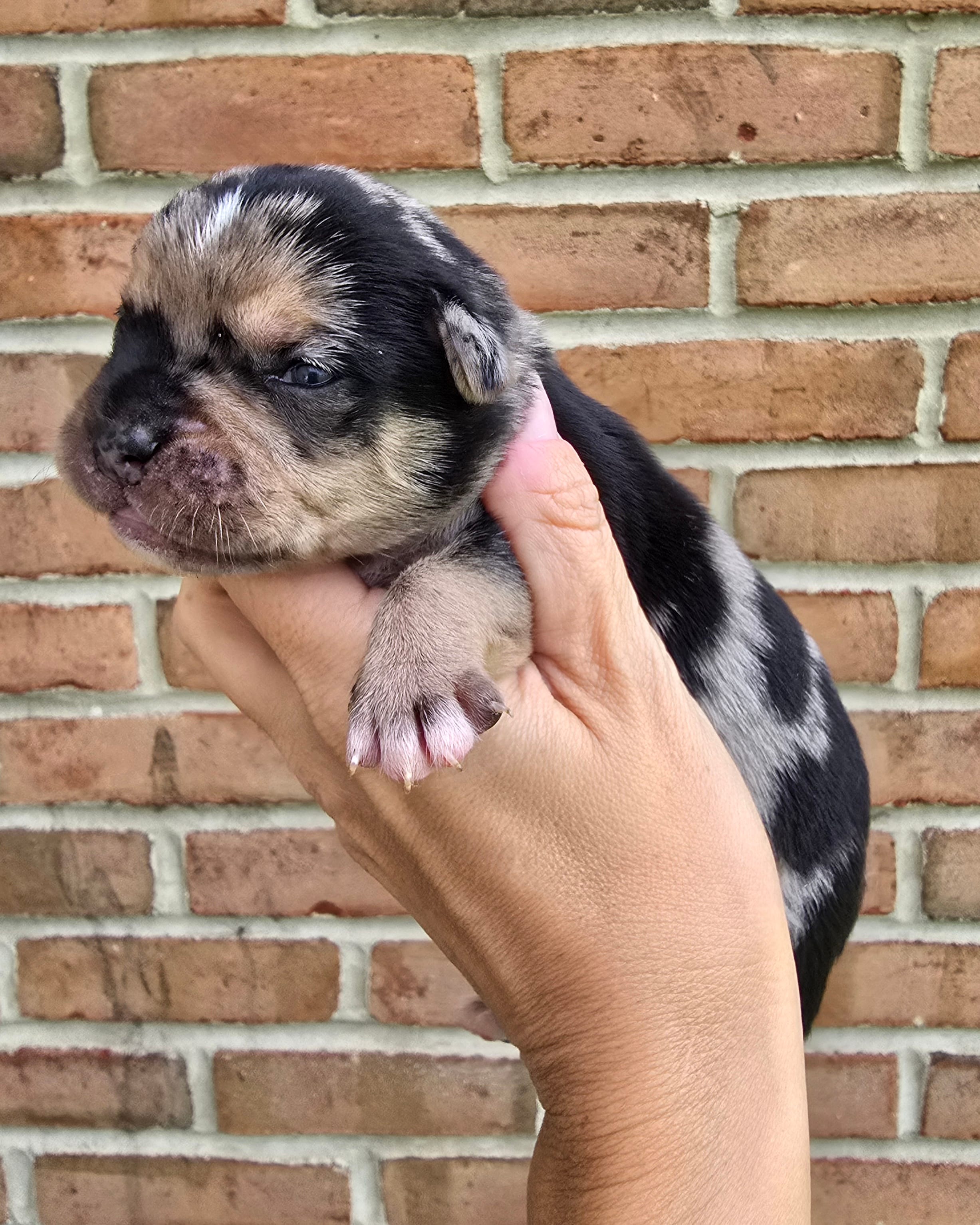 Rain – French Bulldog, Pomsky puppy for sale in LaPorte, IN