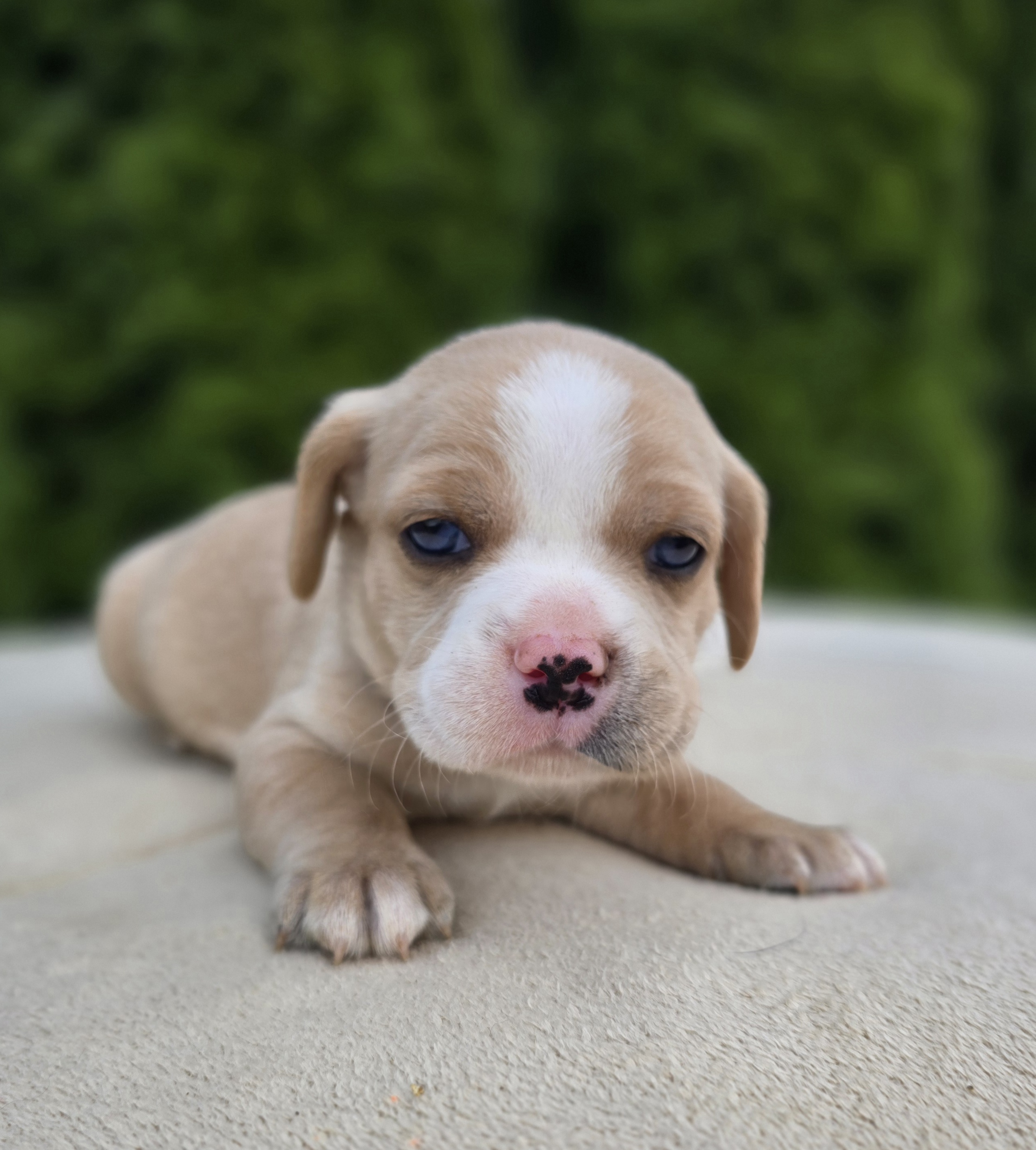 Yellow – Cocker Spaniel, Pomsky puppy for sale in LaPorte, IN