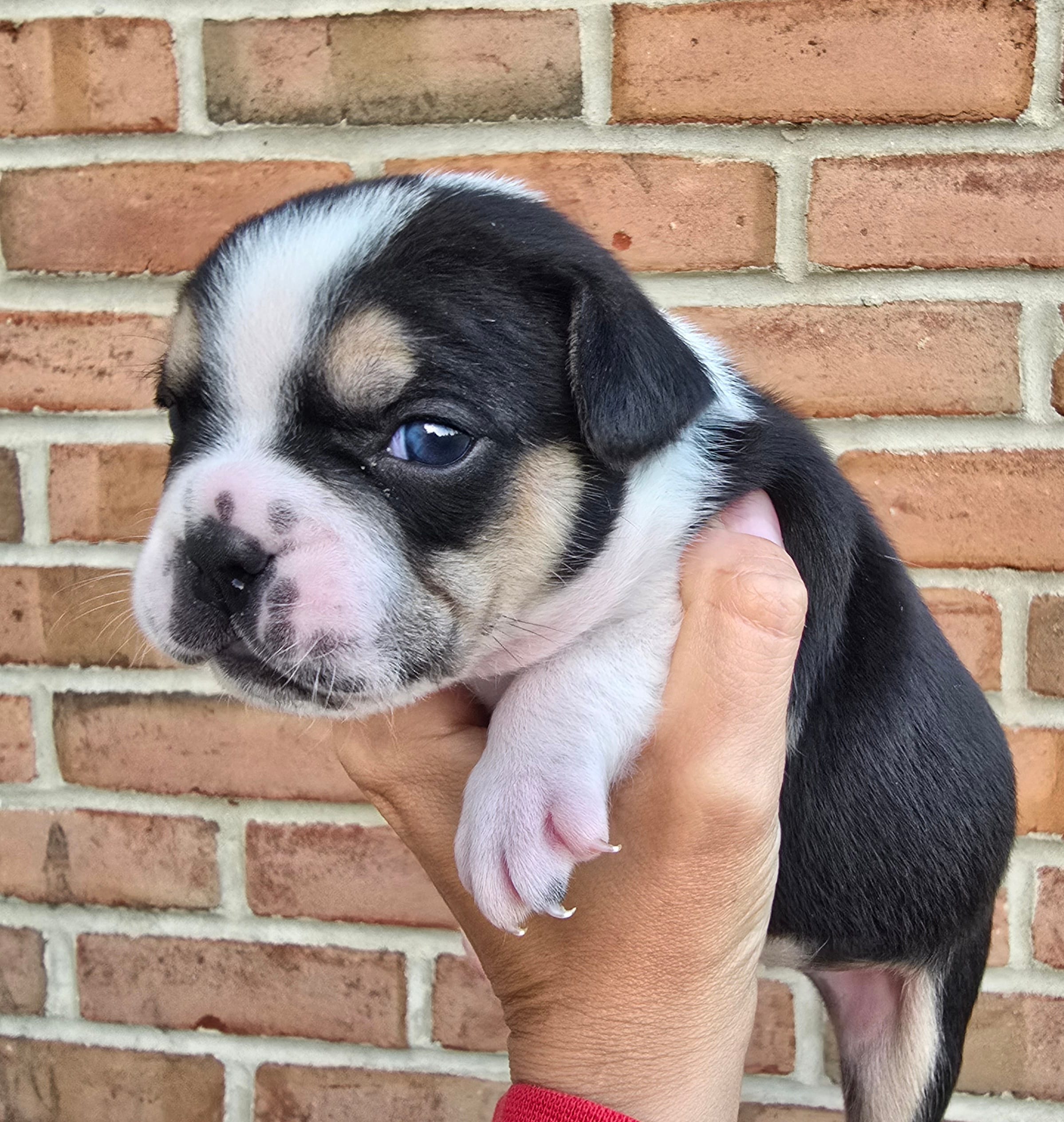 River – French Bulldog, Pomsky puppy for sale in LaPorte, IN