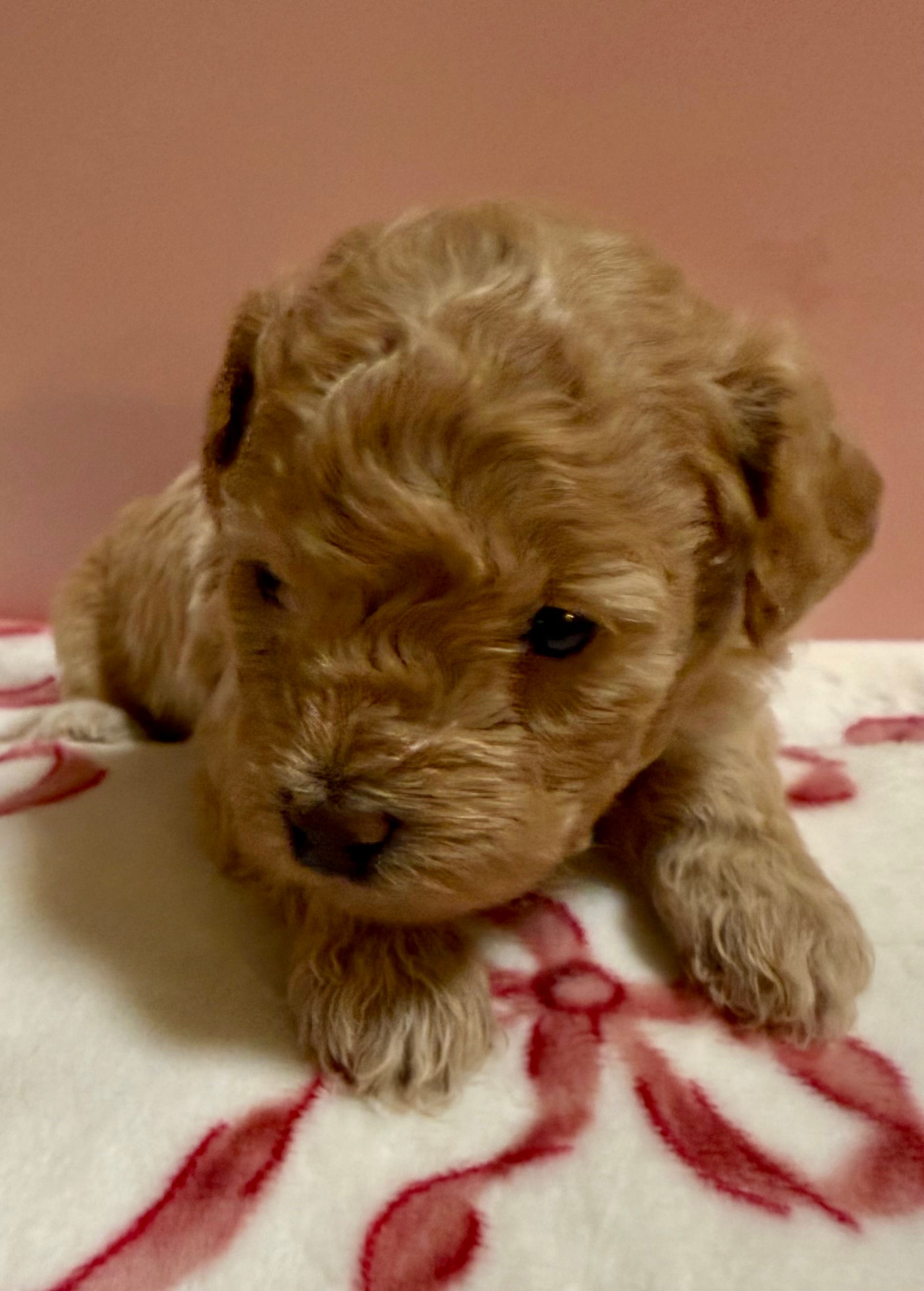 Clarice – Poodle - Toy  puppy for sale in Puyallup, WA