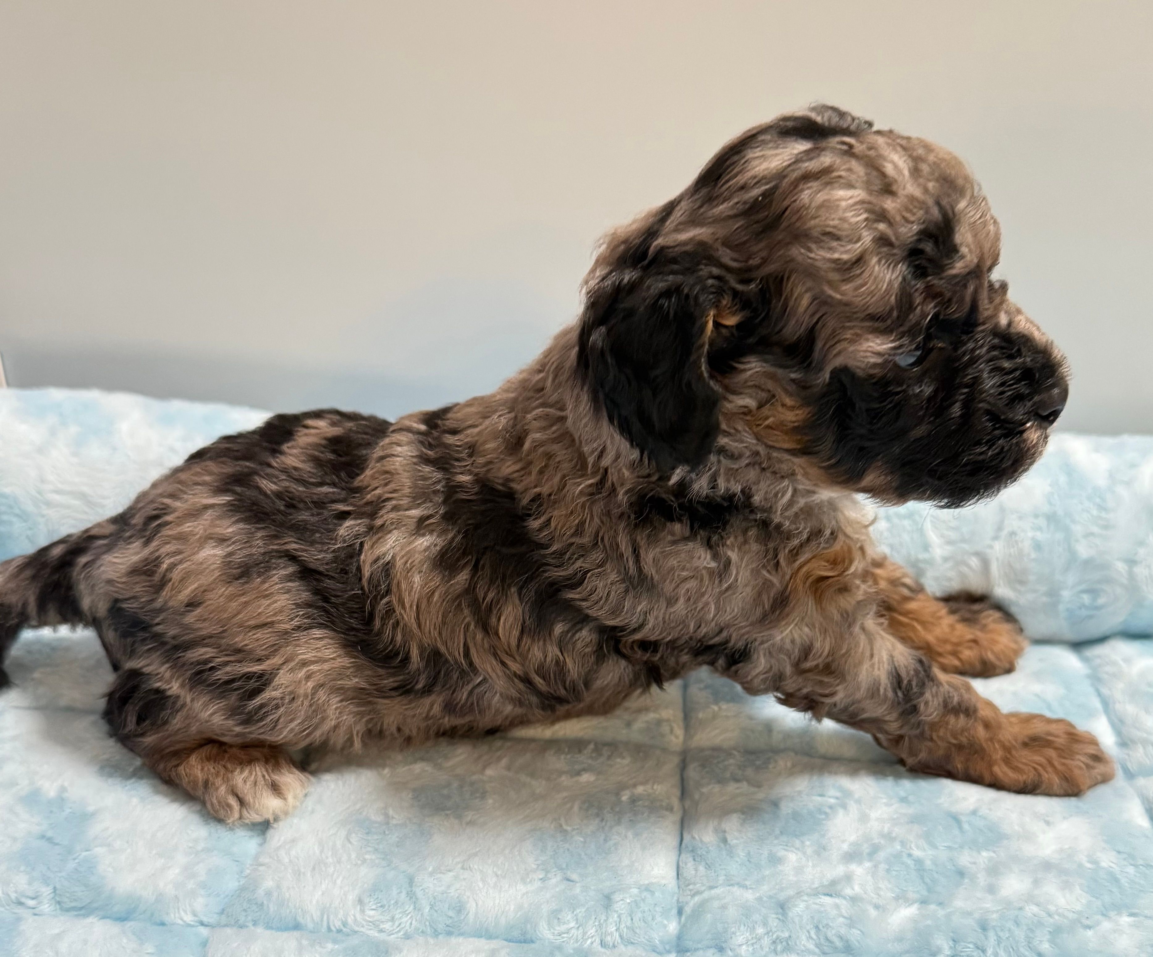 Levi – Poodle - Miniature  puppy for sale in Puyallup, WA
