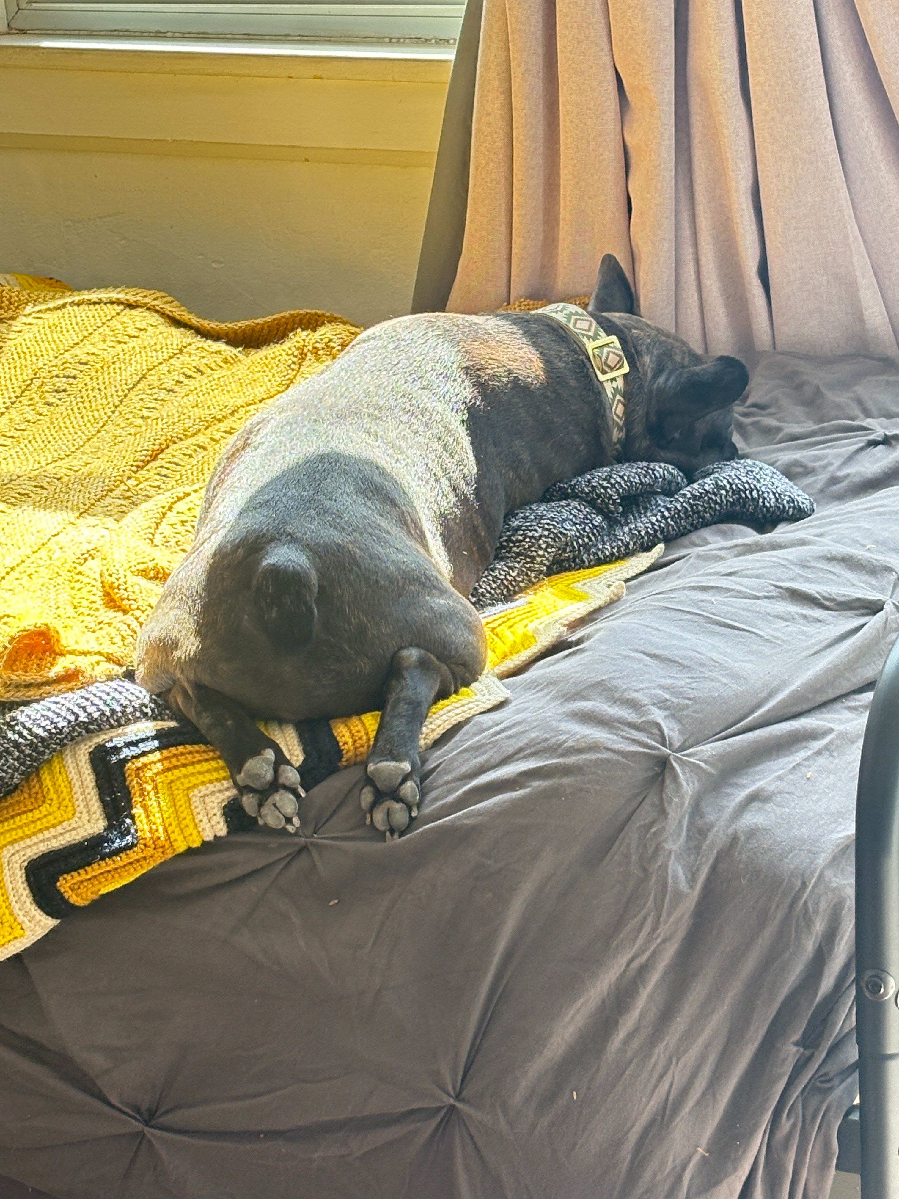 tester, a male Akbash and Braque d'Auvergne for sale in Tucson, AZ – Photo 2 of 2