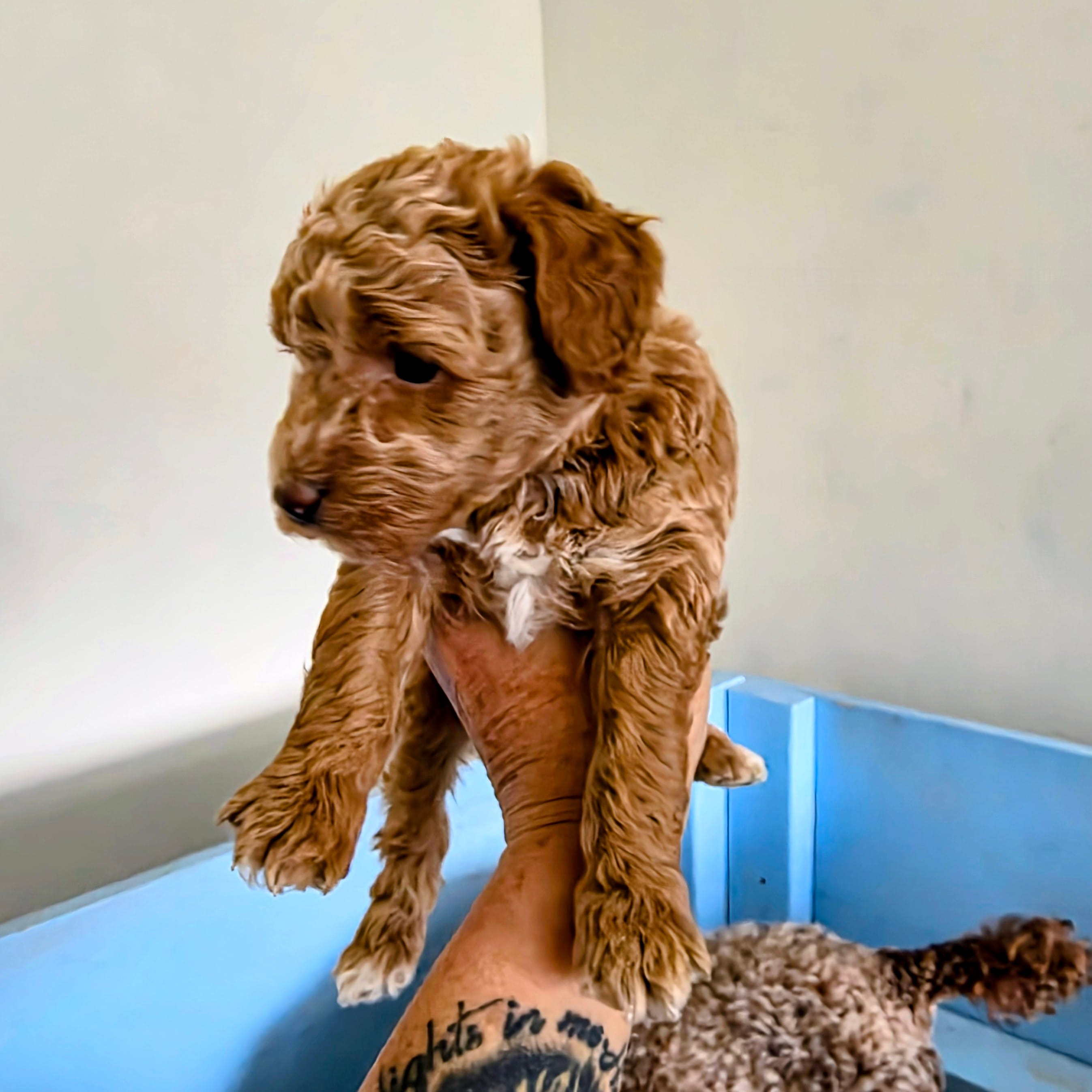 Gracie – Poodle - Miniature  puppy for sale in Milton, FL