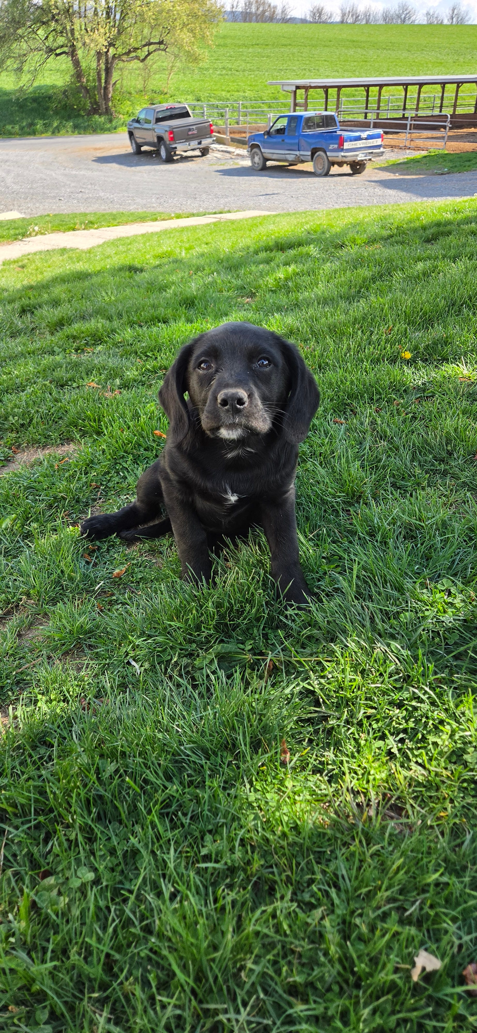 Patunia – Labrador Retriever puppy for sale in Loysville, PA