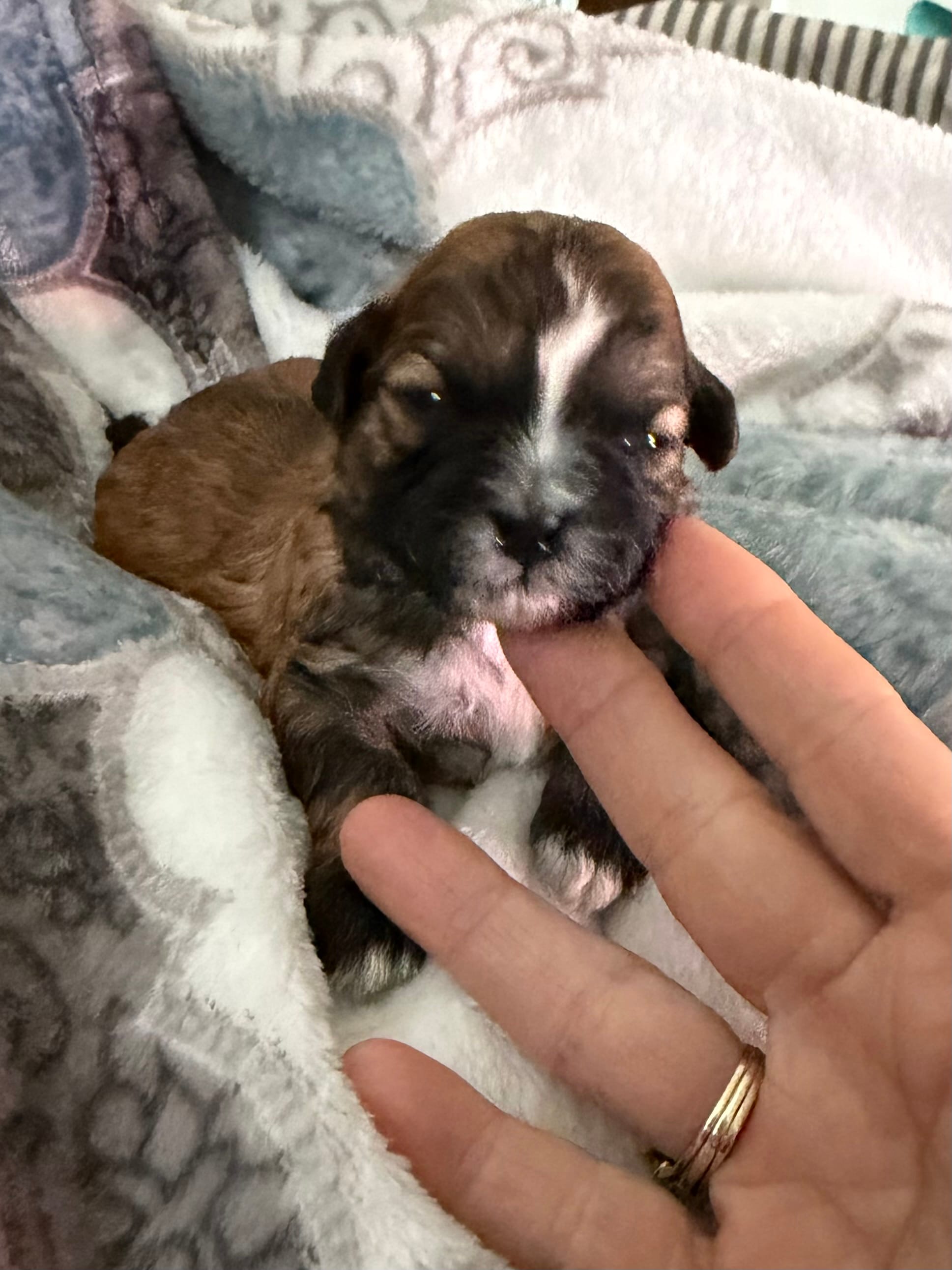 Gilmore – Shihpoo puppy for sale in Nashville, TN