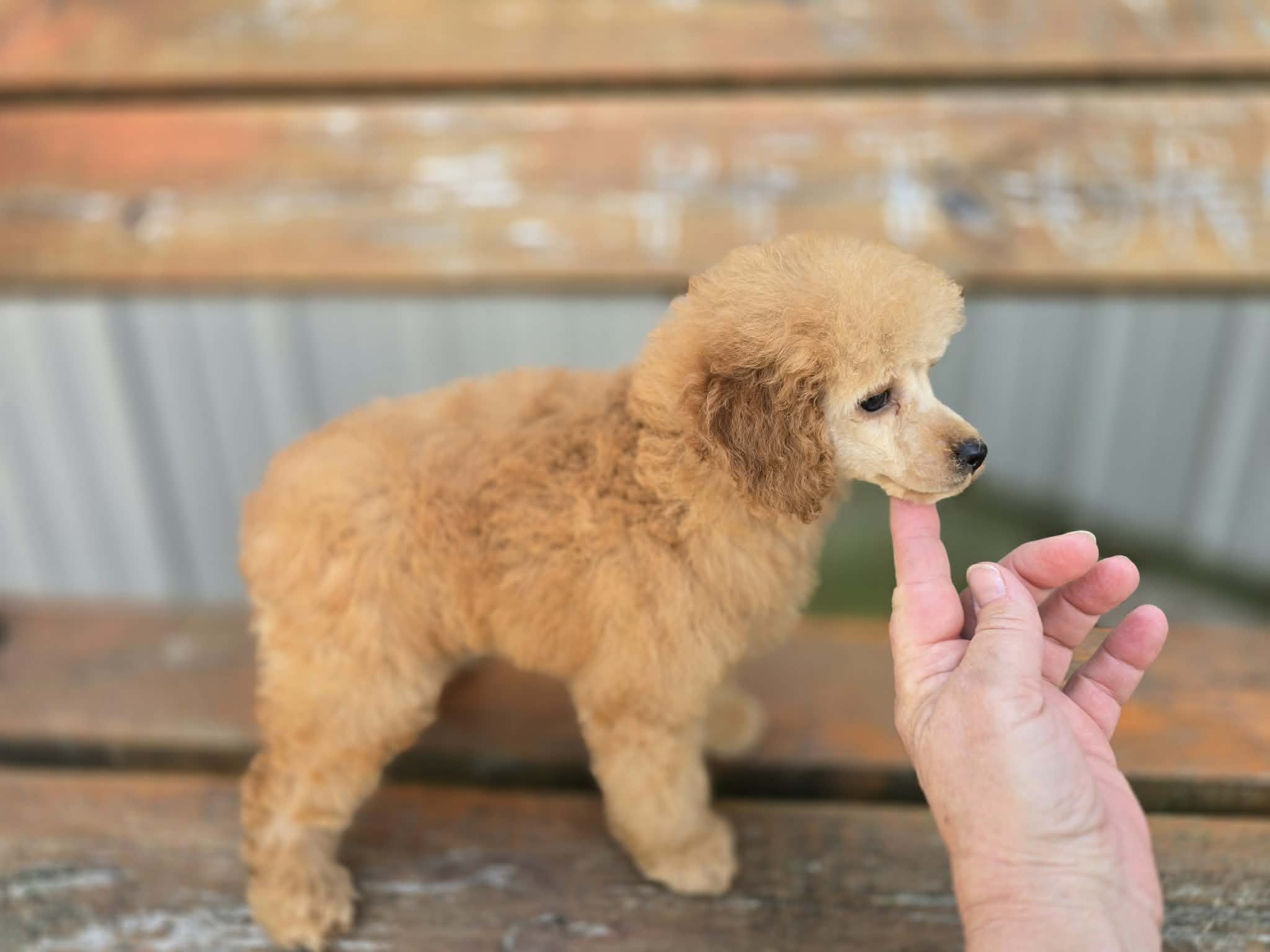May – Poodle - Miniature  puppy for sale in Binghamton, NY