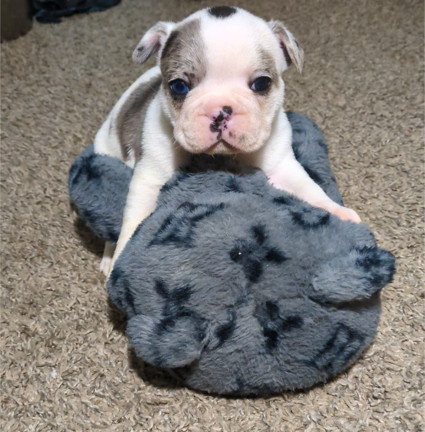 Pua – French Bulldog puppy for sale in Decatur, GA