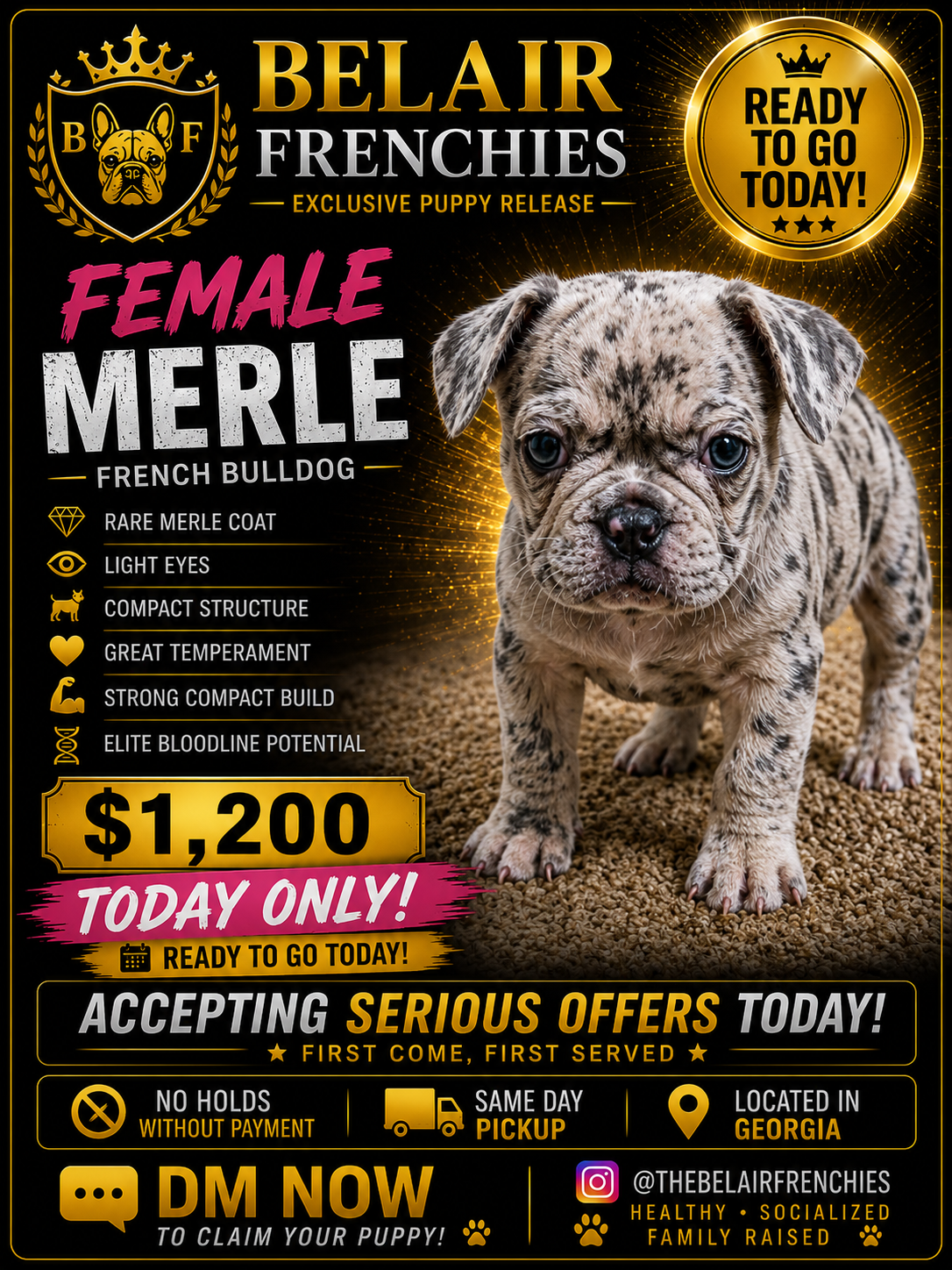 Zeta – French Bulldog puppy for sale in Decatur, GA