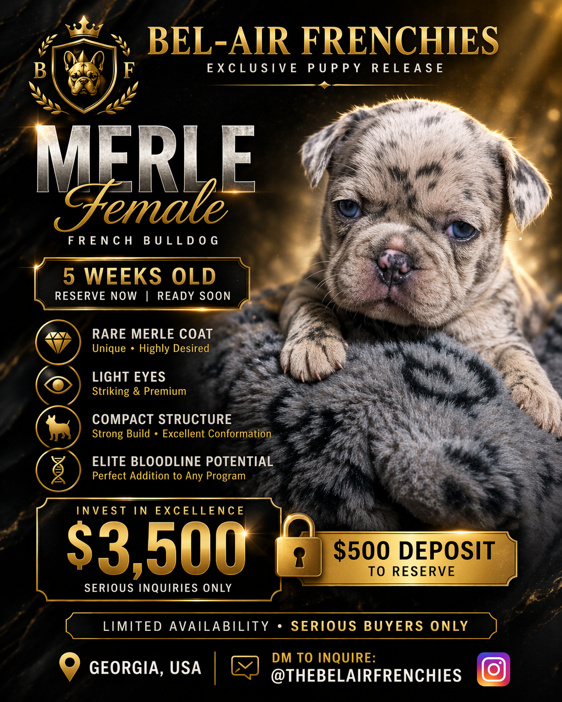 Zeta – French Bulldog puppy for sale in Decatur, GA