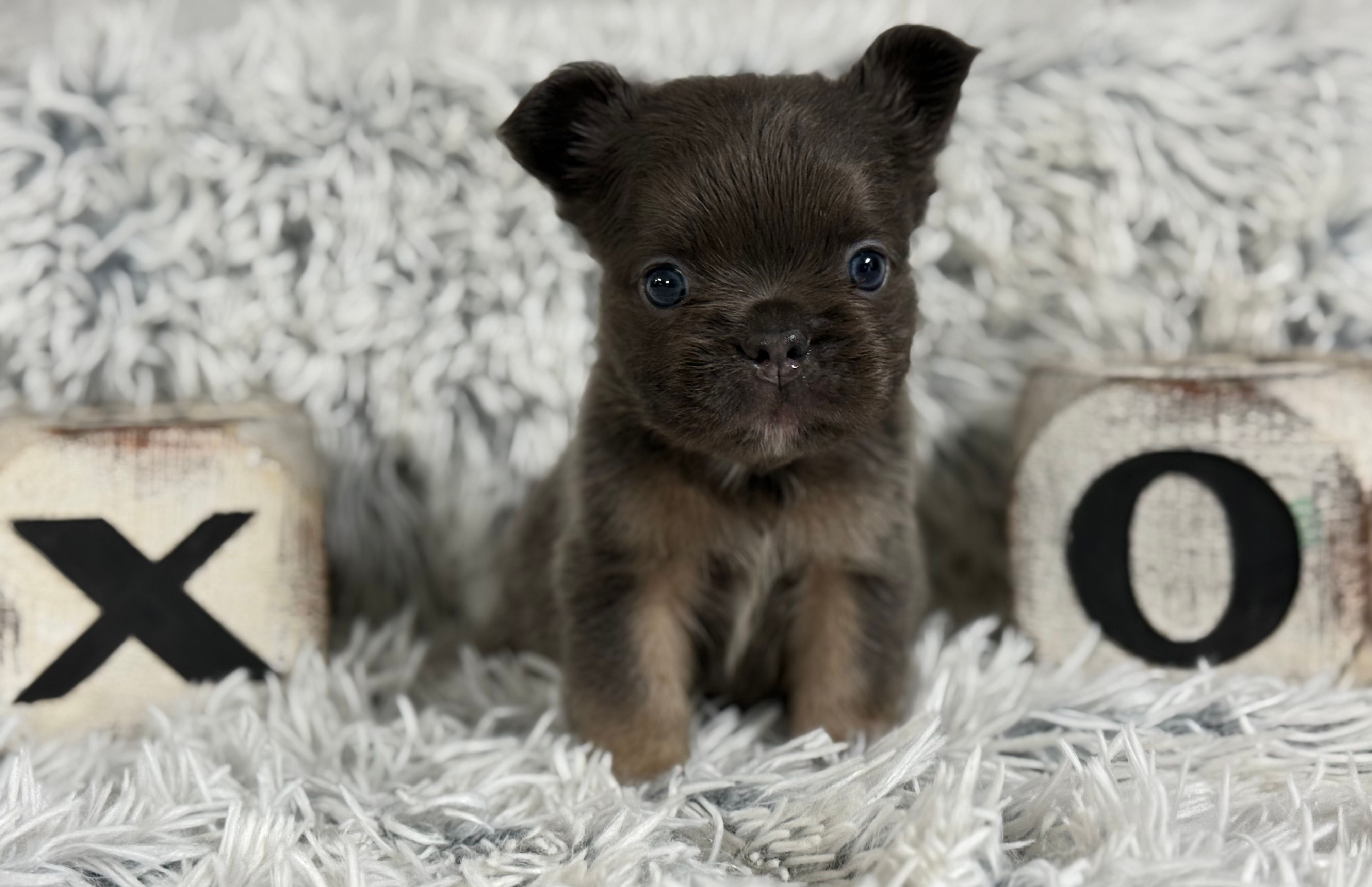 Nilla - Fluffy Boy – French Bulldog puppy for sale in Pensacola, FL
