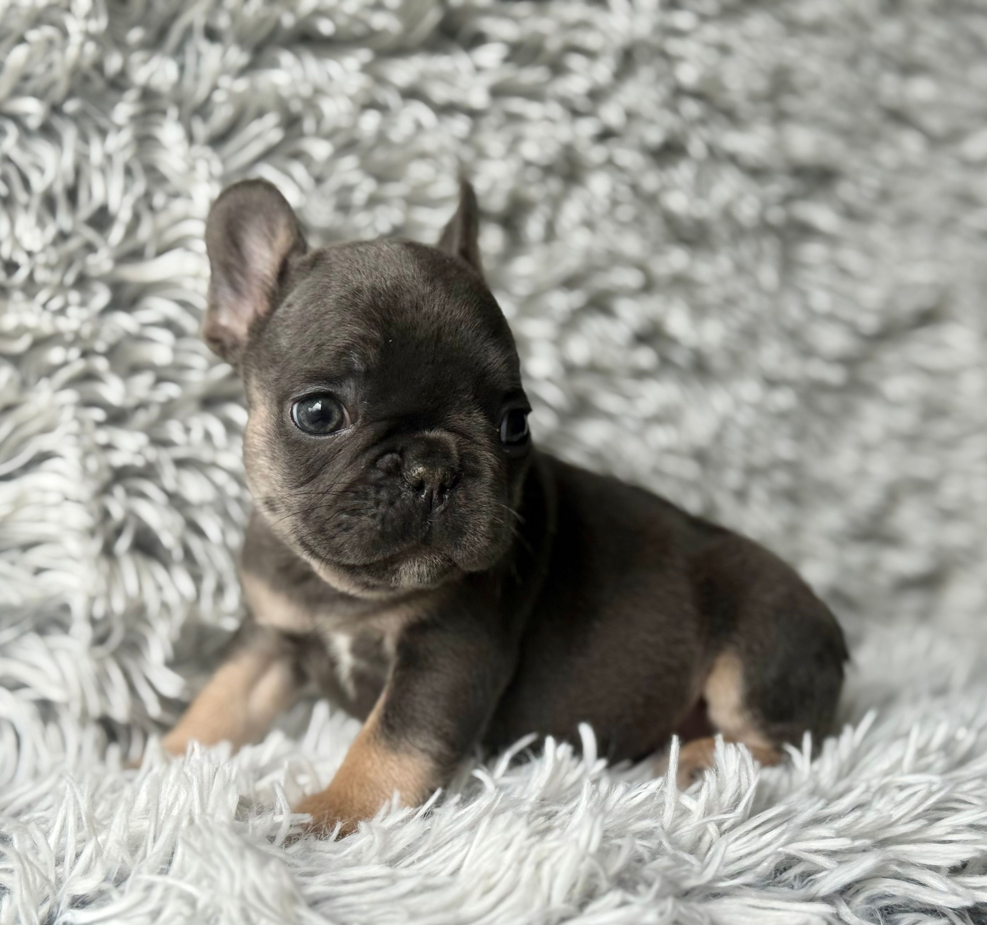 Dallas - Girl – French Bulldog puppy for sale in Pensacola, FL