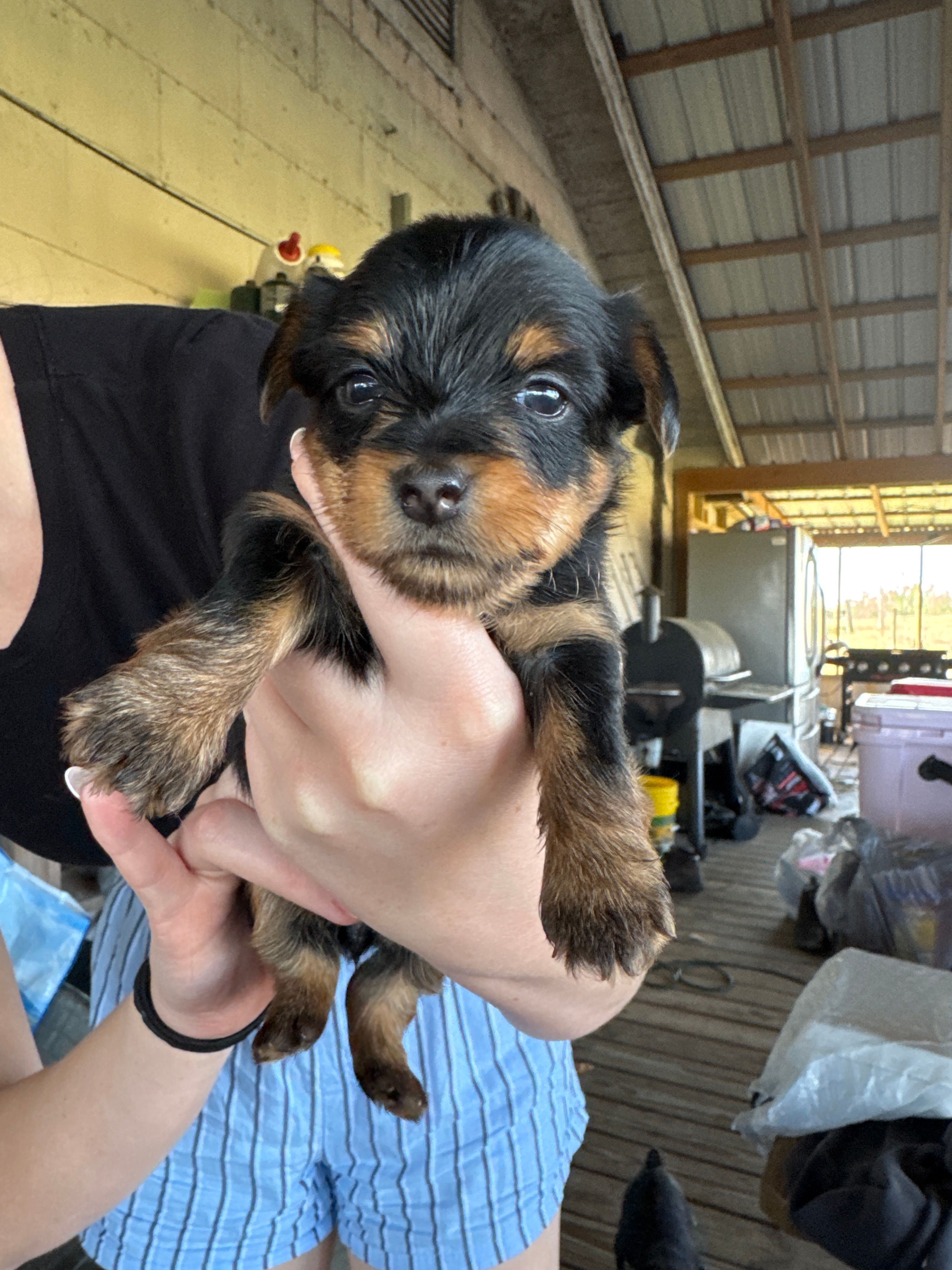 Litter 1 – Yorkshire Terrier puppy for sale in Madison, FL