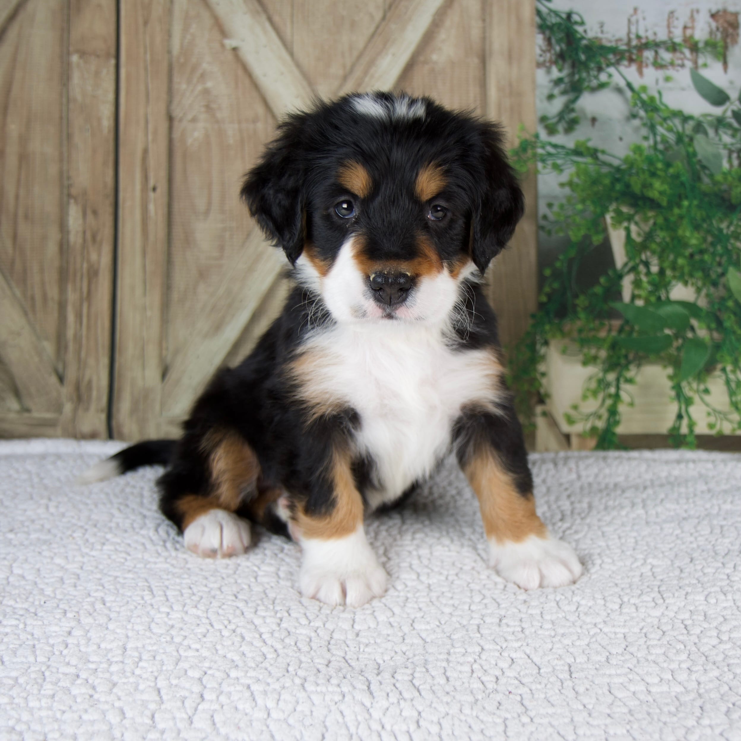 Esme – Bernese Mountain Dog puppy for sale in Millersburg, OH