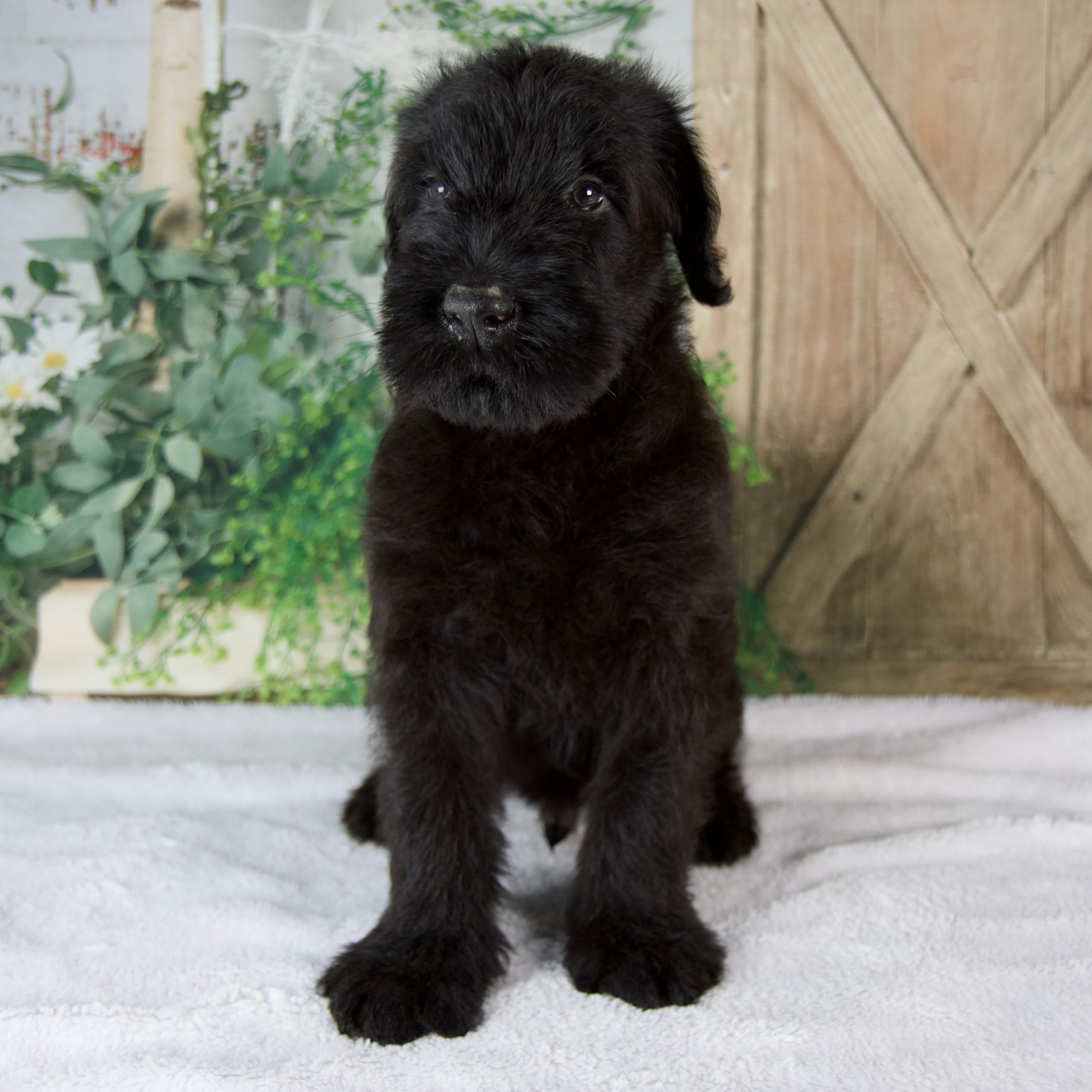 Kyle – Giant Schnauzer puppy for sale in Millersburg, OH