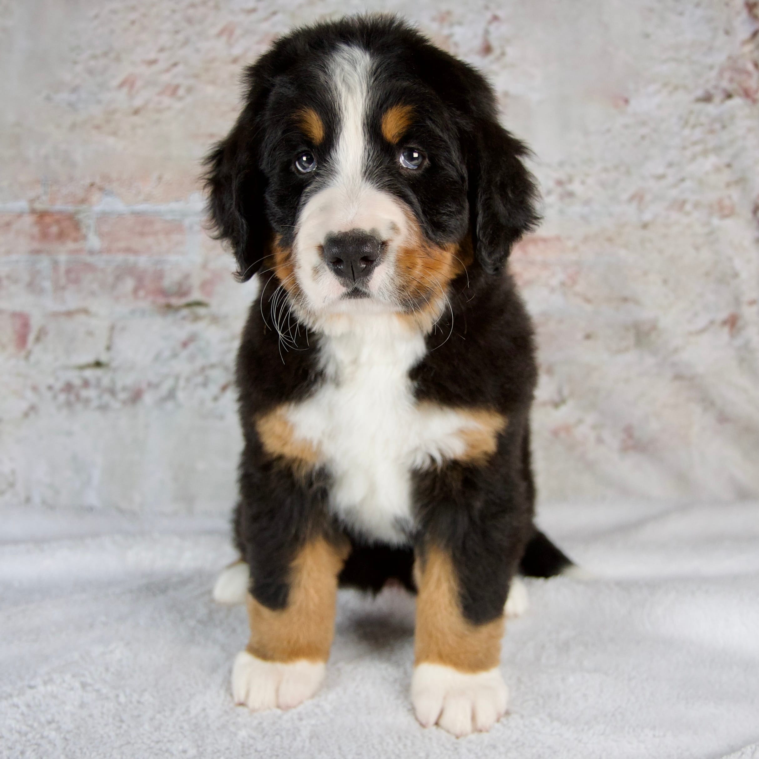 Renae – Bernese Mountain Dog puppy for sale in Millersburg, OH