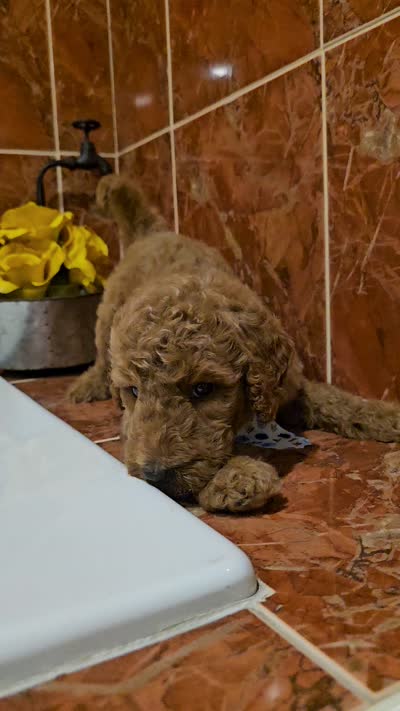 Bentley - Standard Goldendoodle, a male Goldendoodle and Poodle - Multi-Colored Standard for sale in Kissimmee, FL – 2 of 2