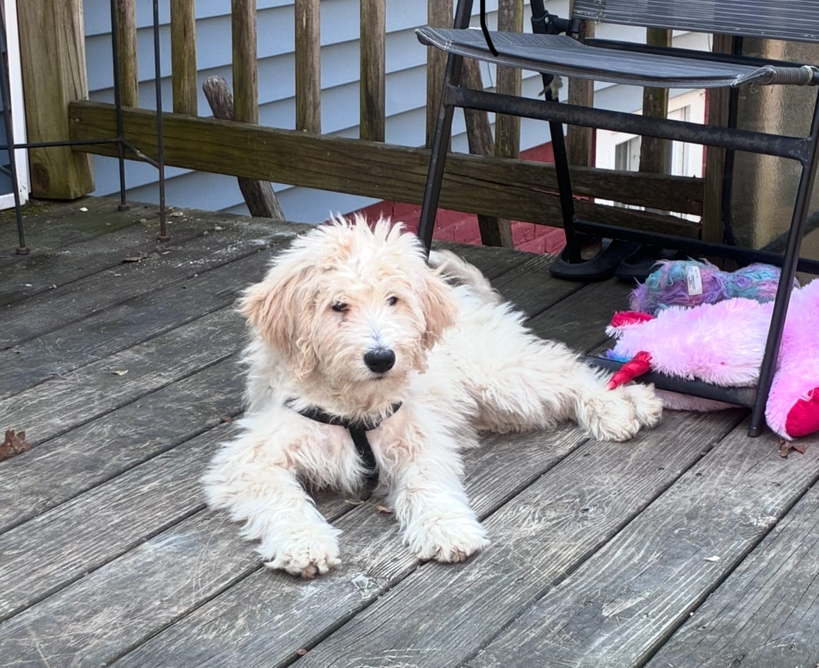 Hazel – Goldendoodle puppy for sale in Hillsborough, NH