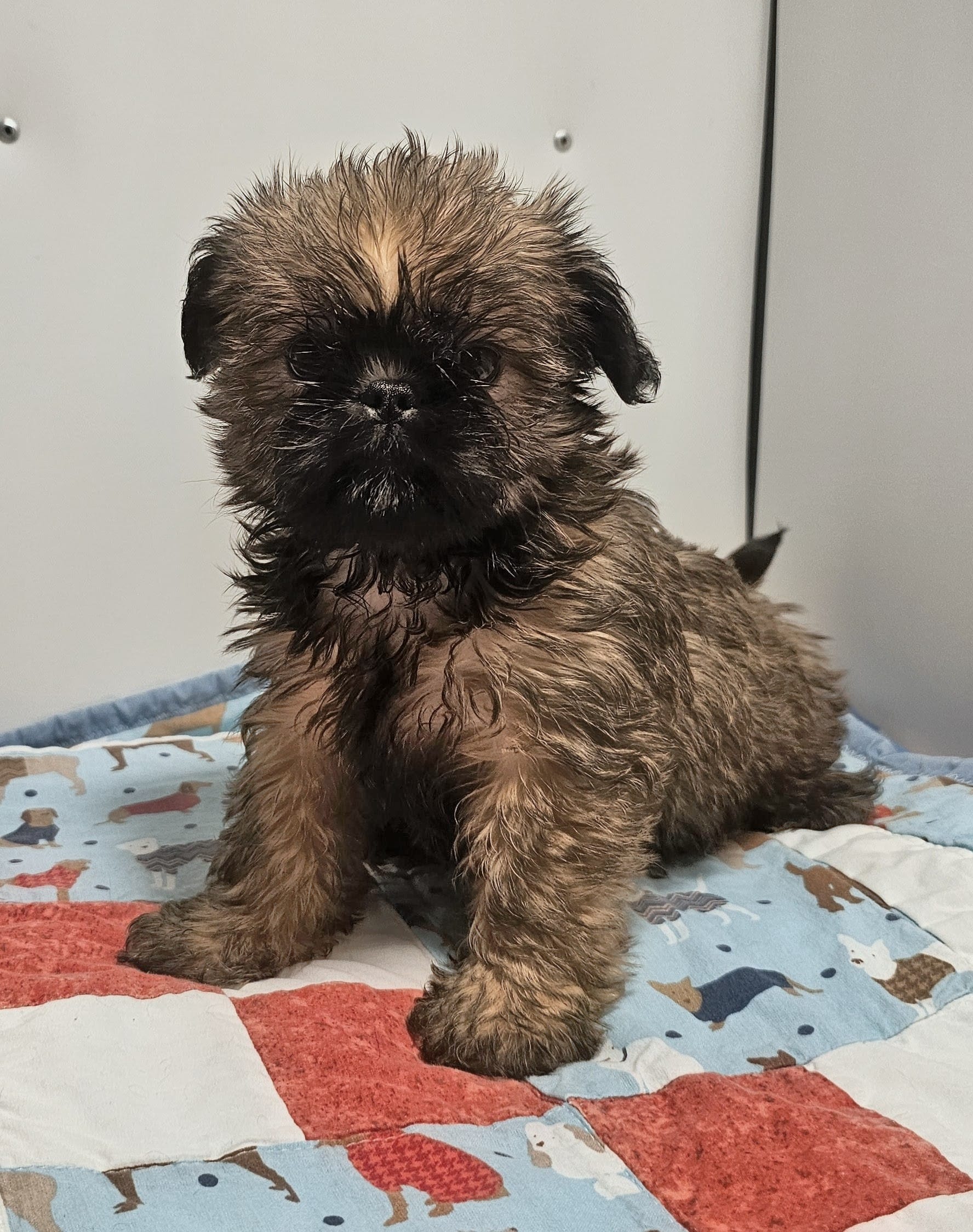9154 – Shih Tzu, Brussels Griffon puppy for sale in Lebanon, MO