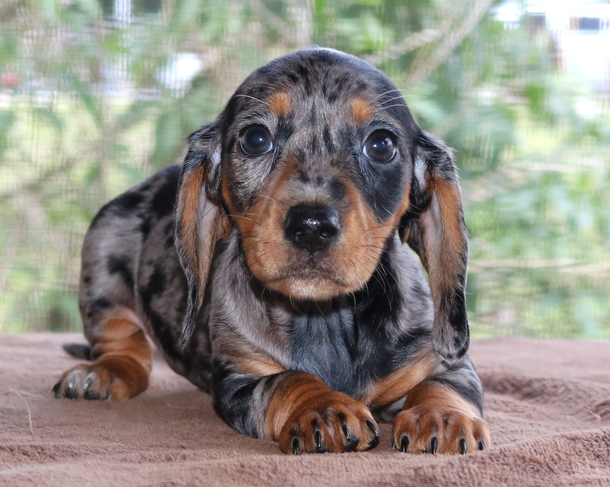 Jelly Bean Purebred DNA Tested – Miniature Dachshund puppy for sale in Haines City, FL