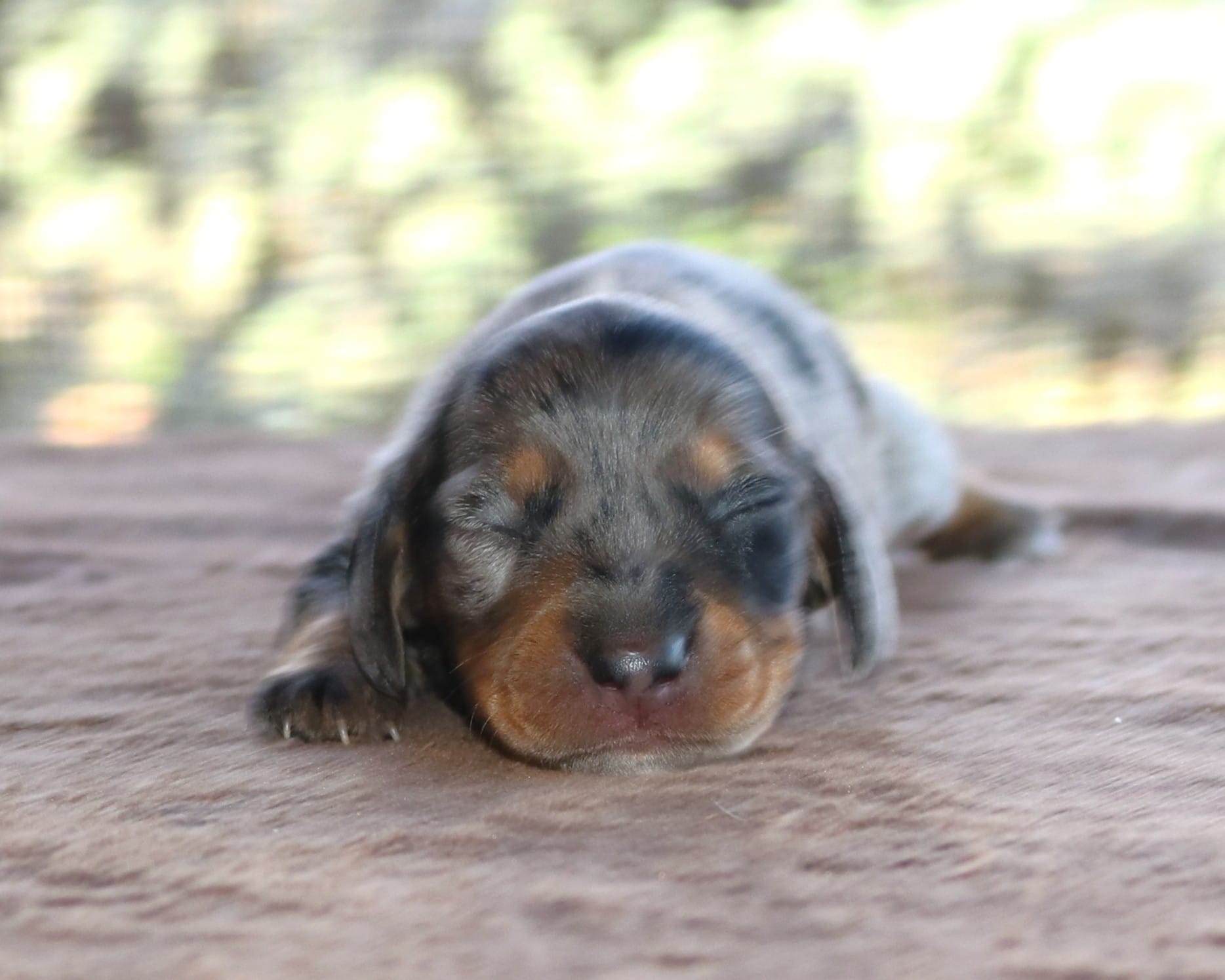 Jelly Bean Purebred DNA Tested – Miniature Dachshund puppy for sale in Haines City, FL