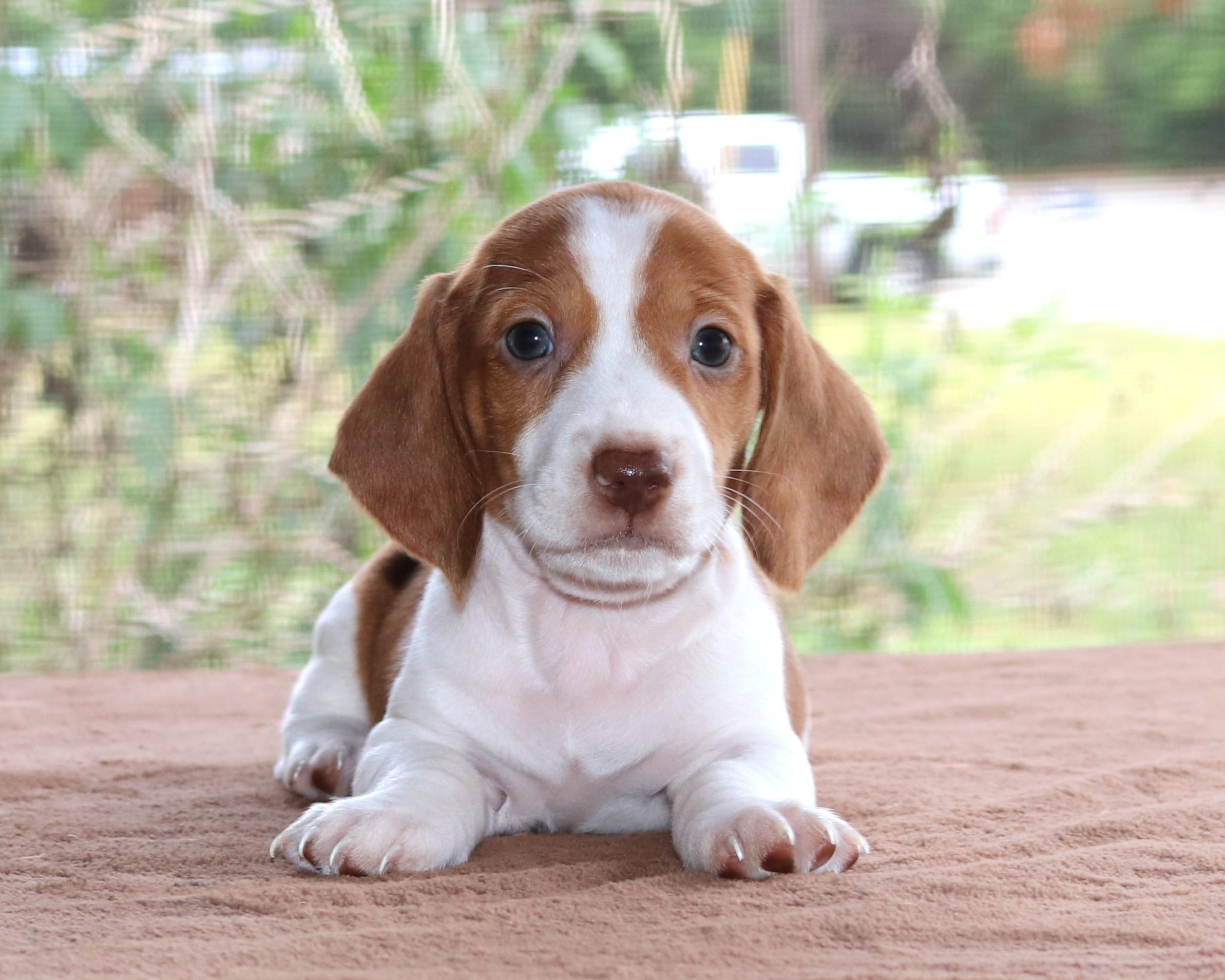 Thumper Purebred DNA Tested – Miniature Dachshund puppy for sale in Haines City, FL