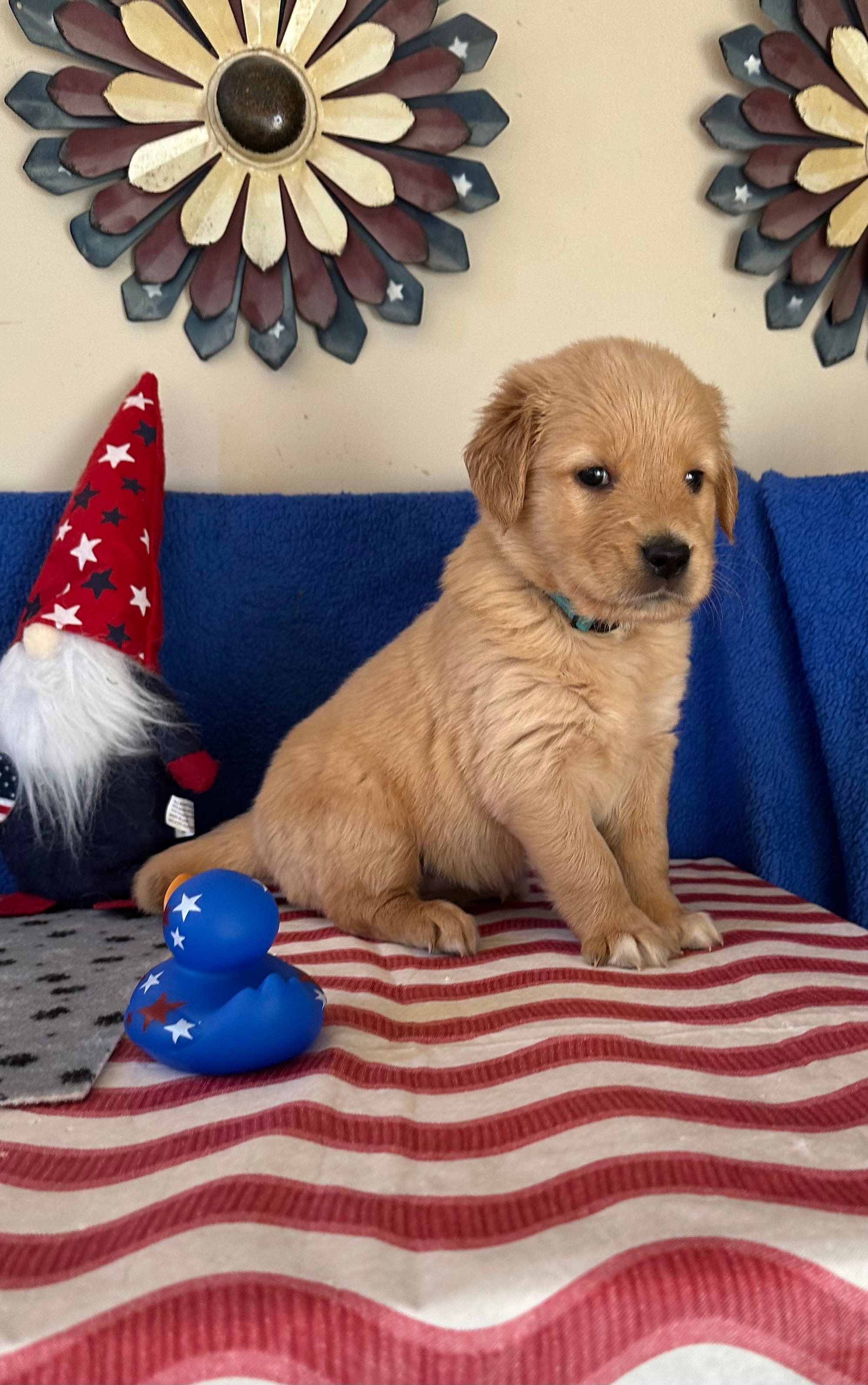 AKC Cyan Girl – Golden Retriever puppy for sale in Fort Wayne, IN