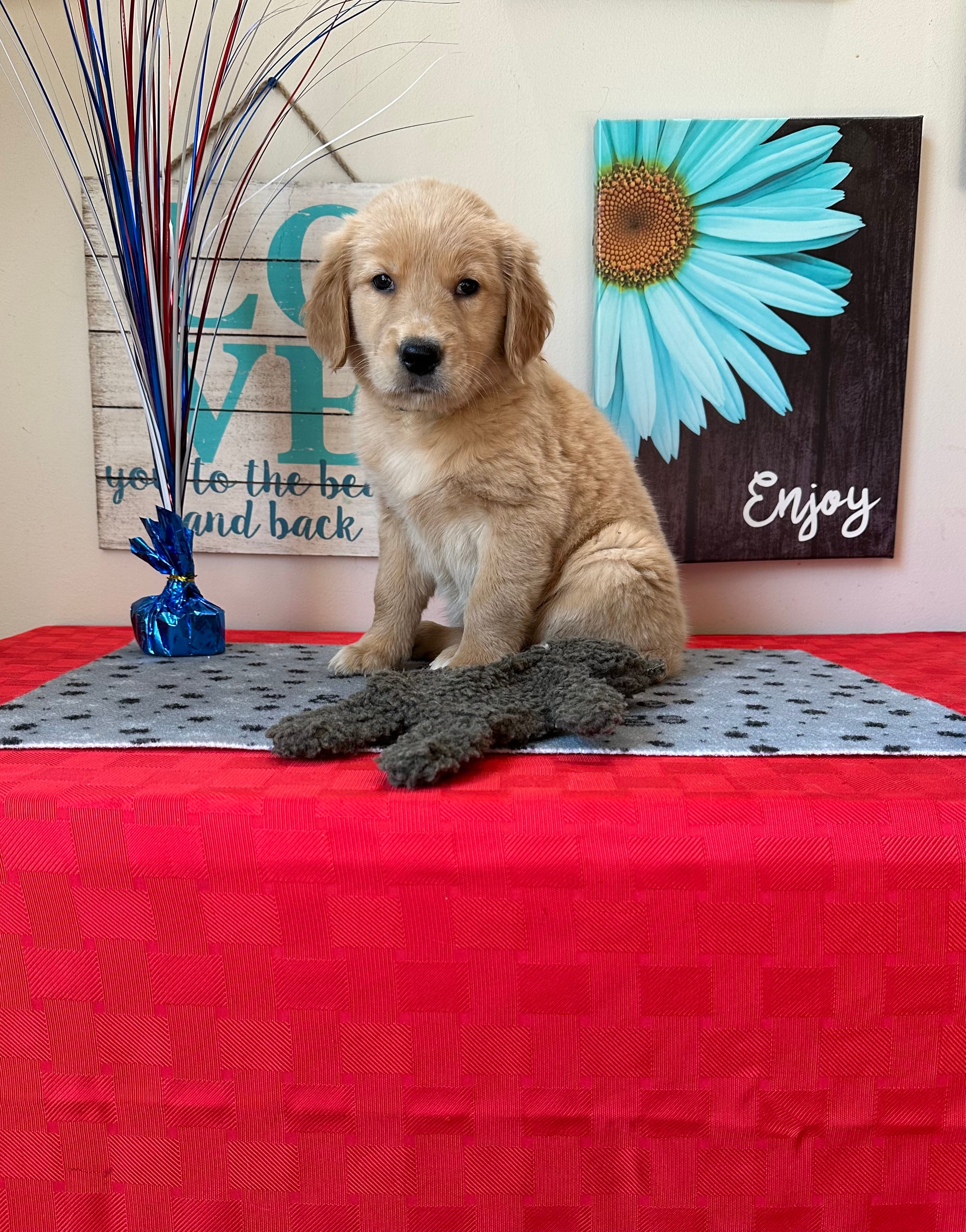 AKC Cyan Girl – Golden Retriever puppy for sale in Fort Wayne, IN