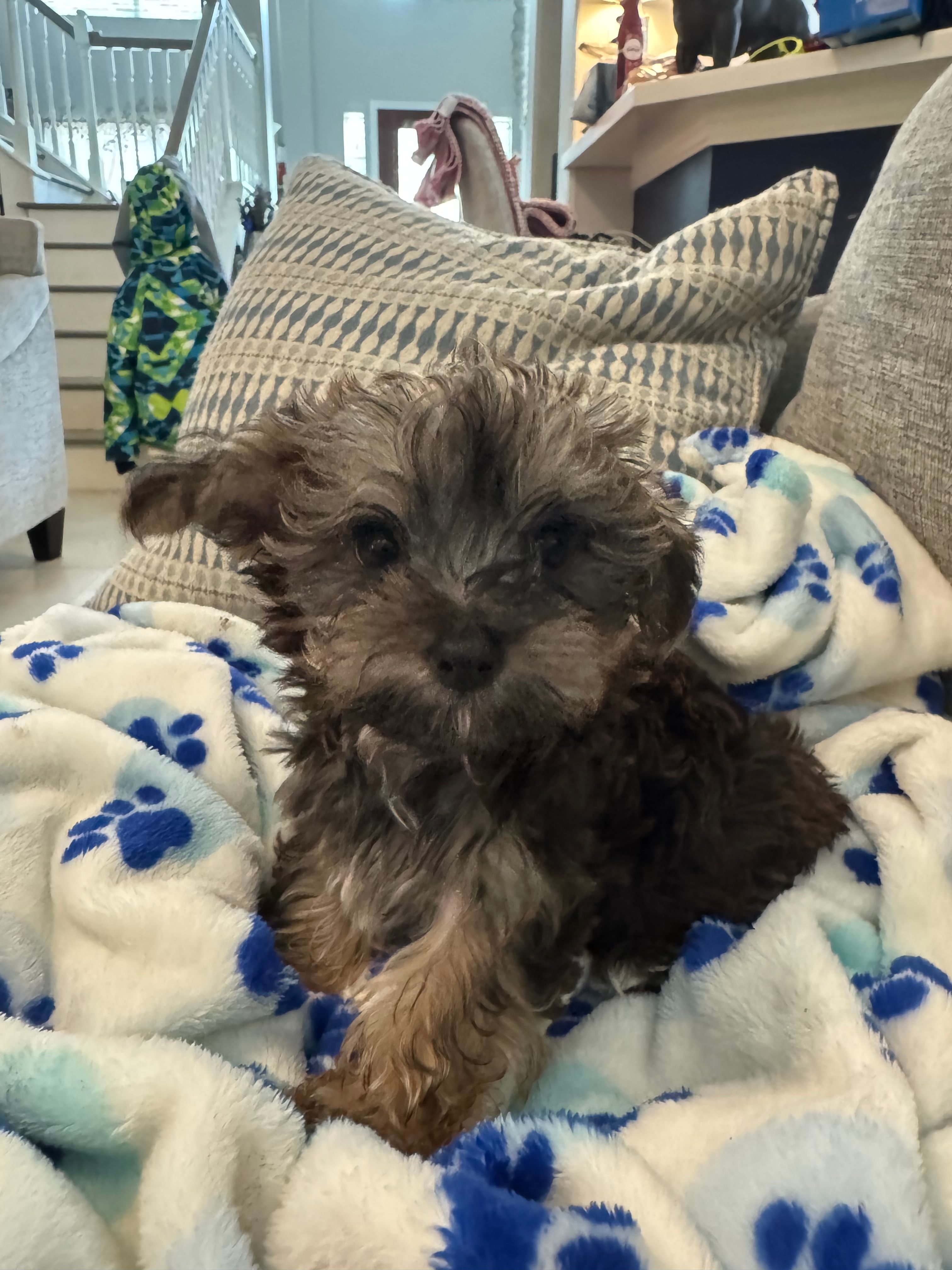 Joey – Yorkshire Terrier, Havashire puppy for sale in Spring, TX
