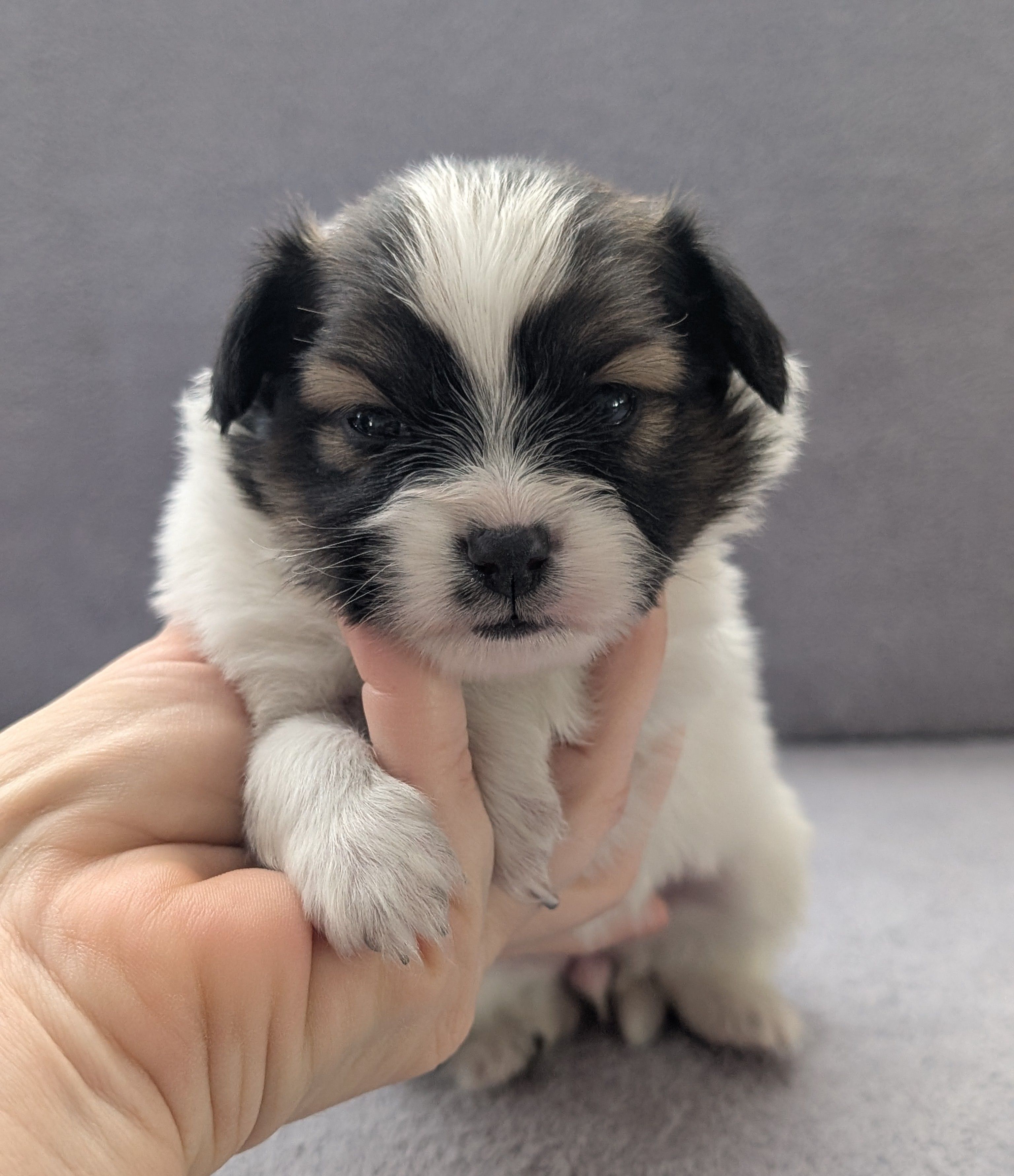 Matilda – Papillon puppy for sale in Andover, OH