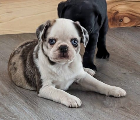 Cosmo – Pug puppy for sale in Andover, OH