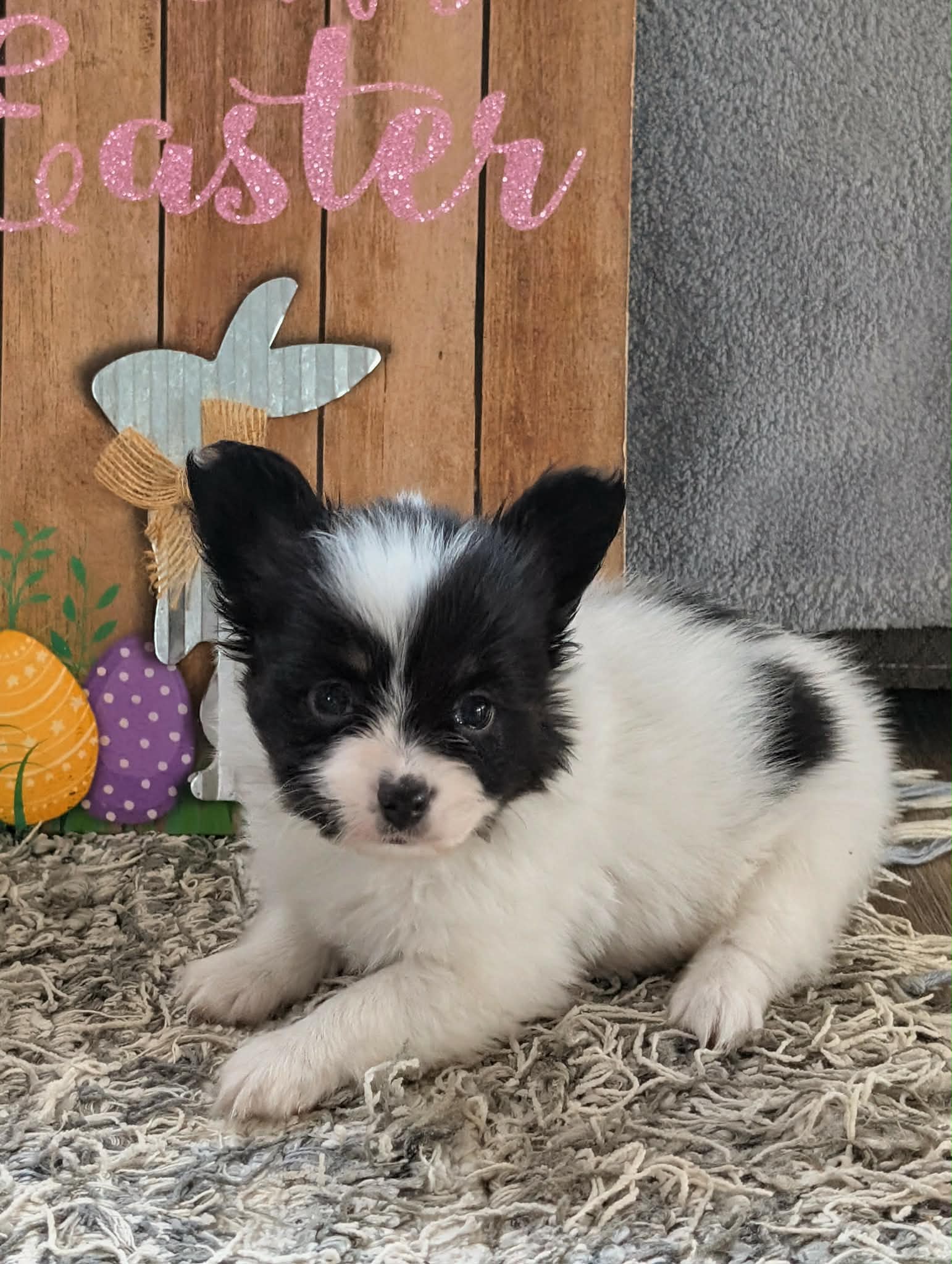 Merlot – Papillon puppy for sale in Andover, OH