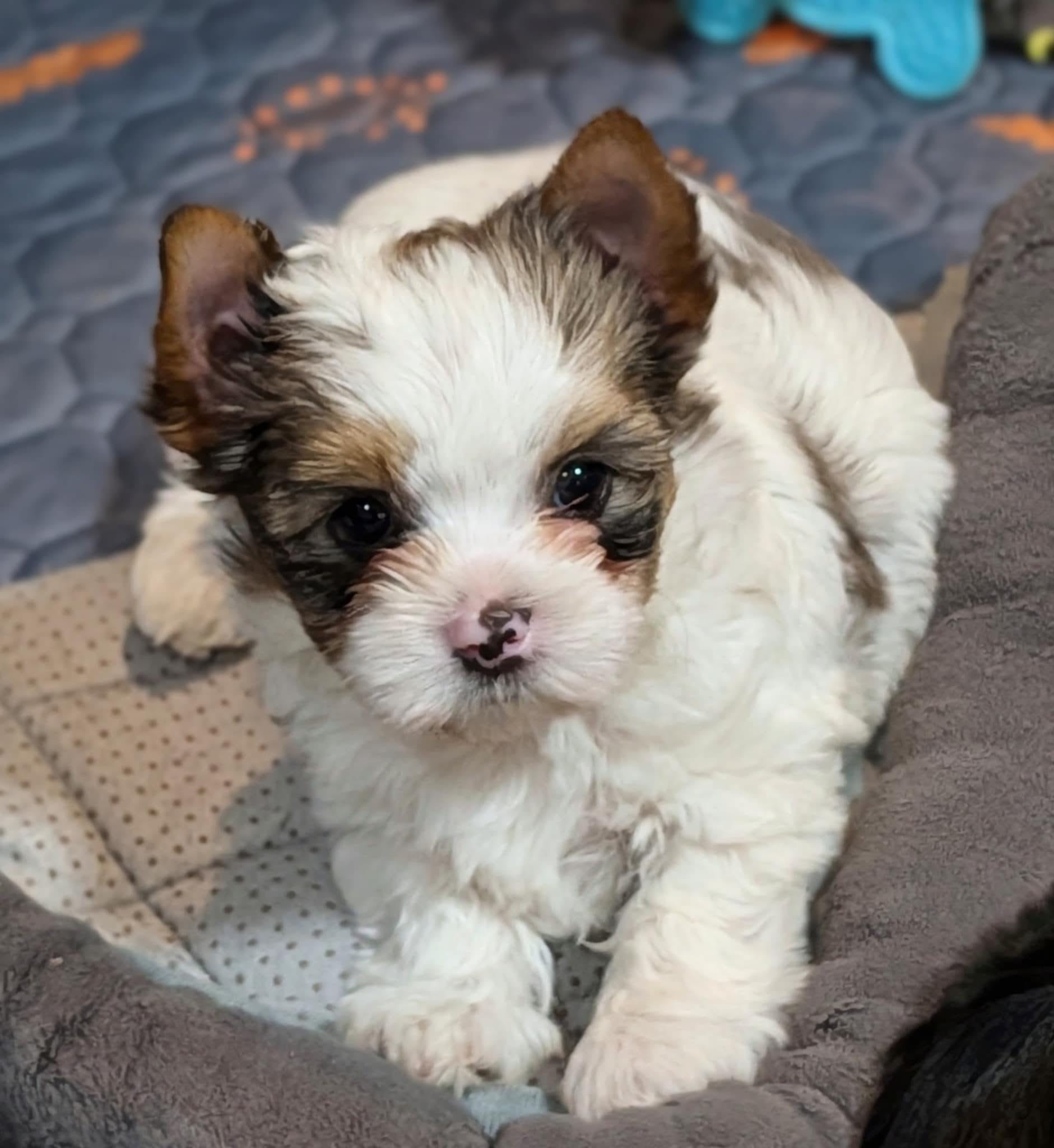 Felix – Yorkshire Terrier puppy for sale in Austin, TX