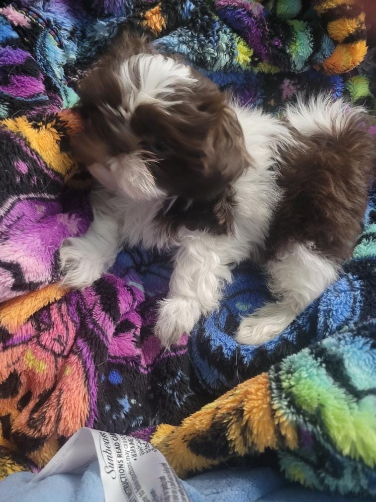 Sarge – Shih Tzu puppy for sale in Williamsport, MD