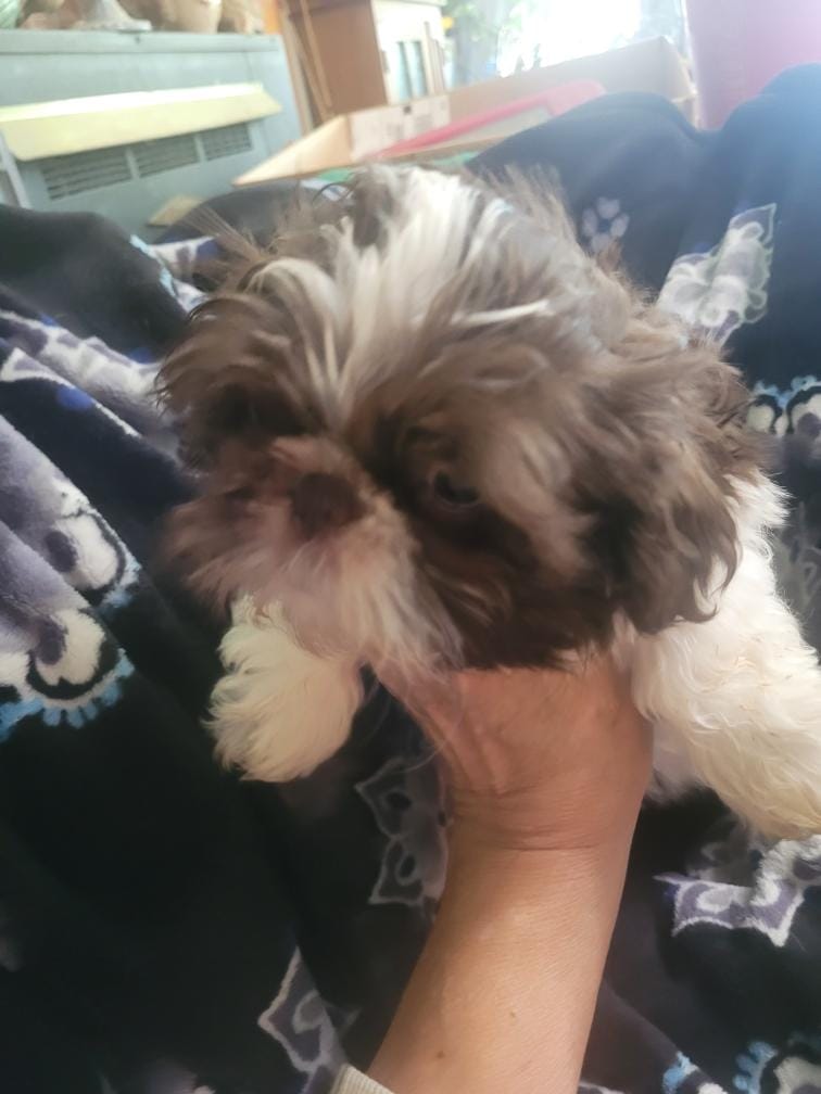Chase – Shih Tzu puppy for sale in Williamsport, MD