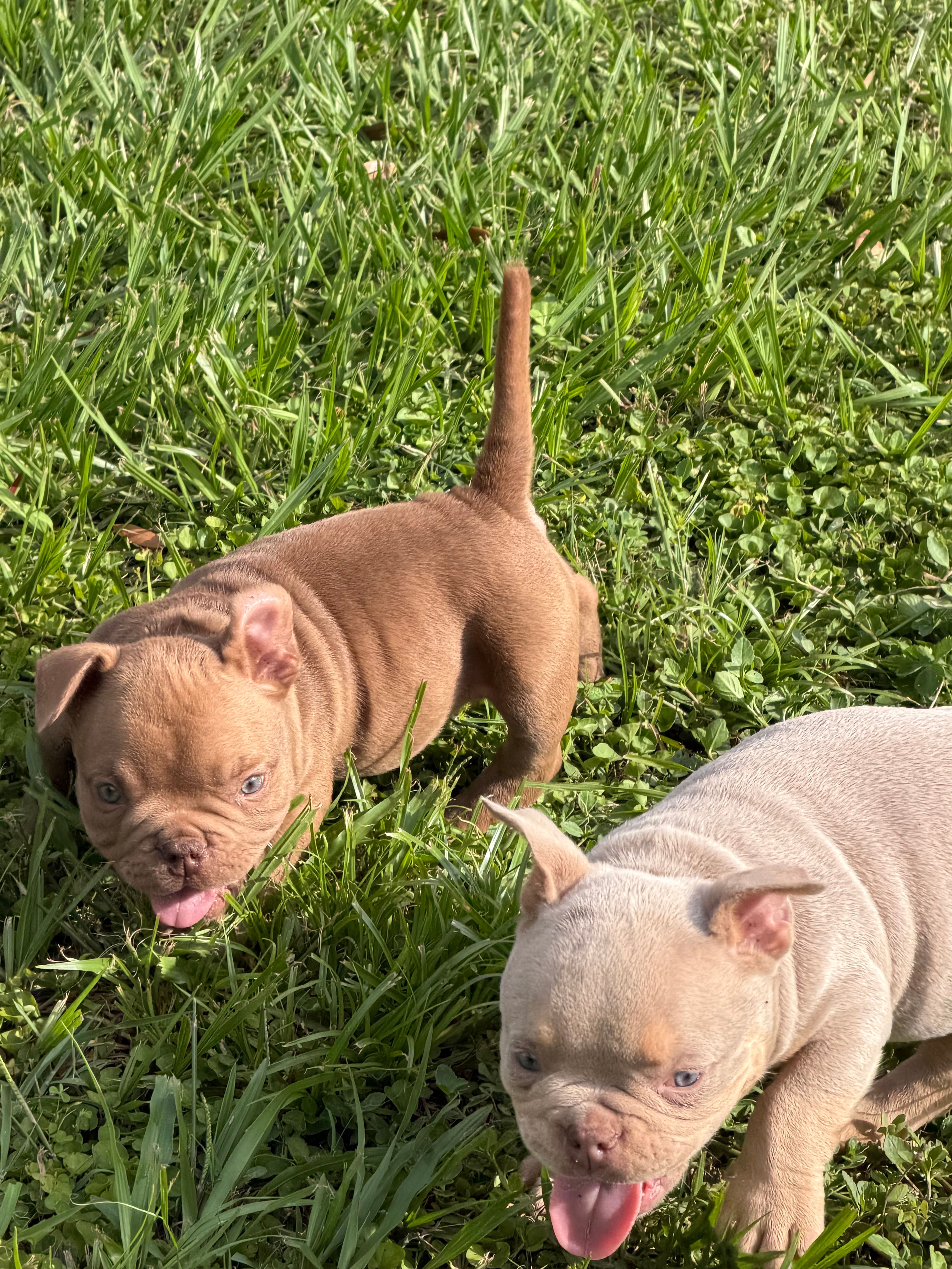 Choco, a male American Bully for sale in Orlando, FL – 2 of 2
