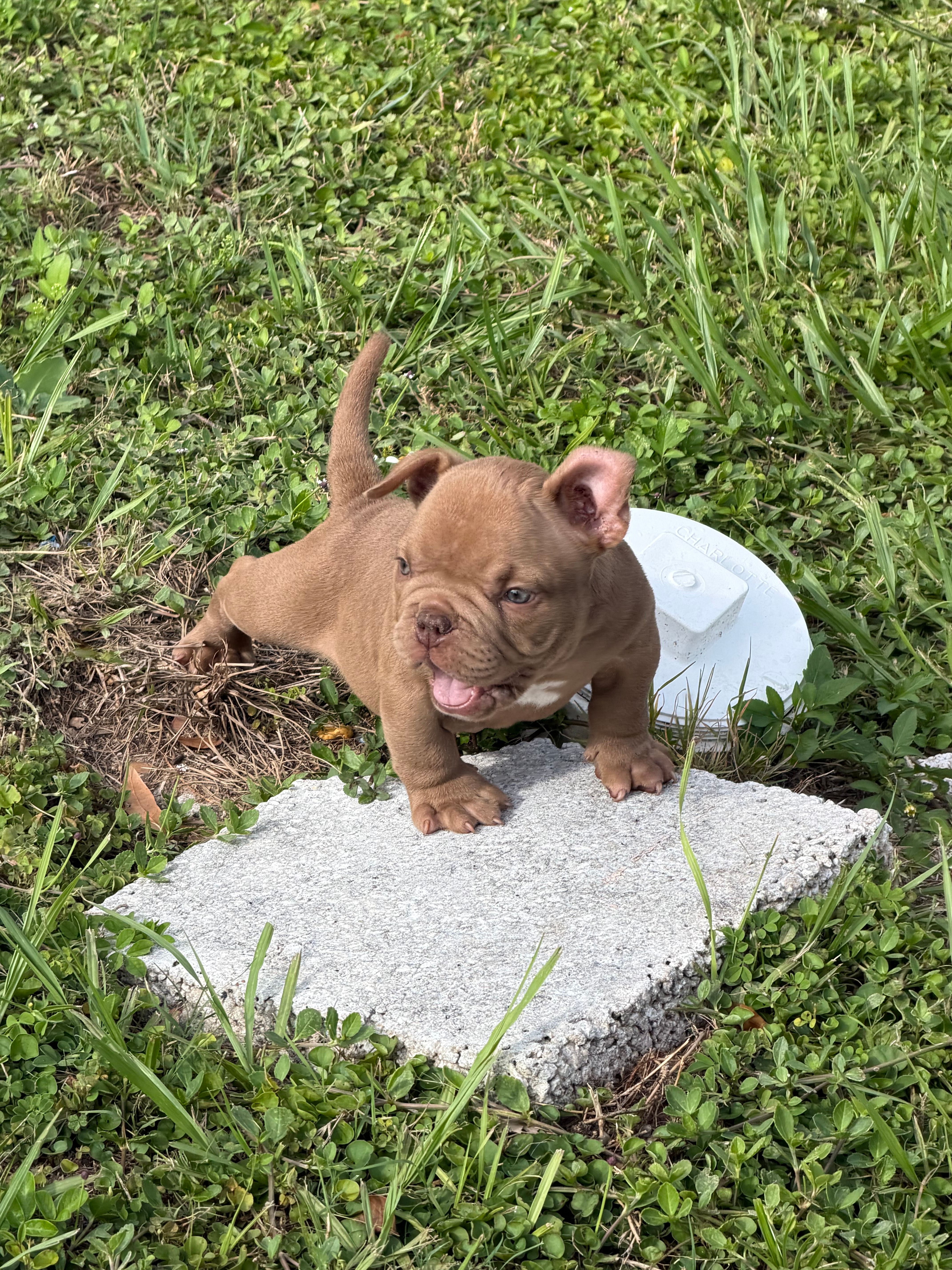 Choco – American Bully puppy for sale in Orlando, FL