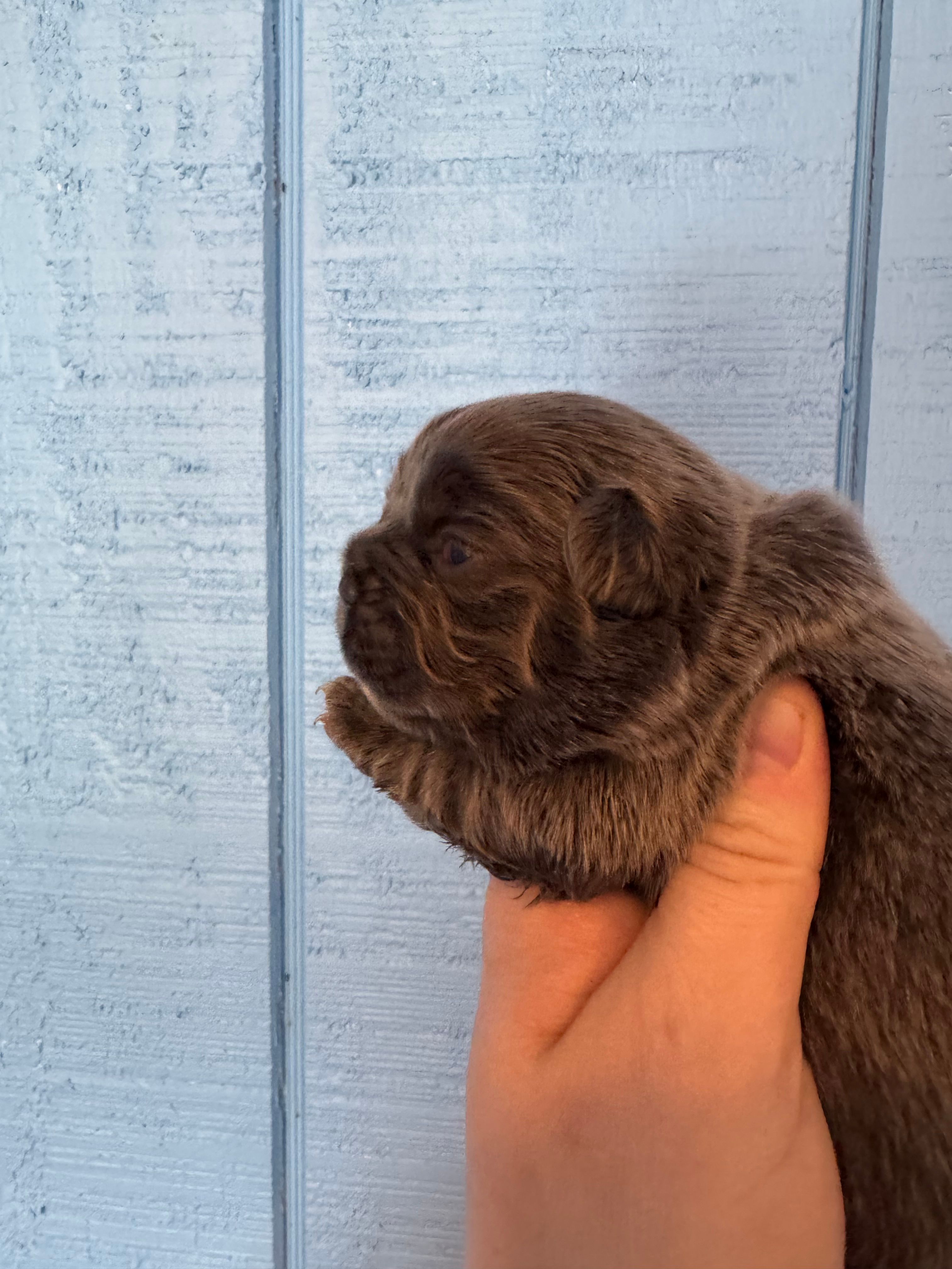 Full fluffy Lilac pink – French Bulldog puppy for sale in Schenectady, NY