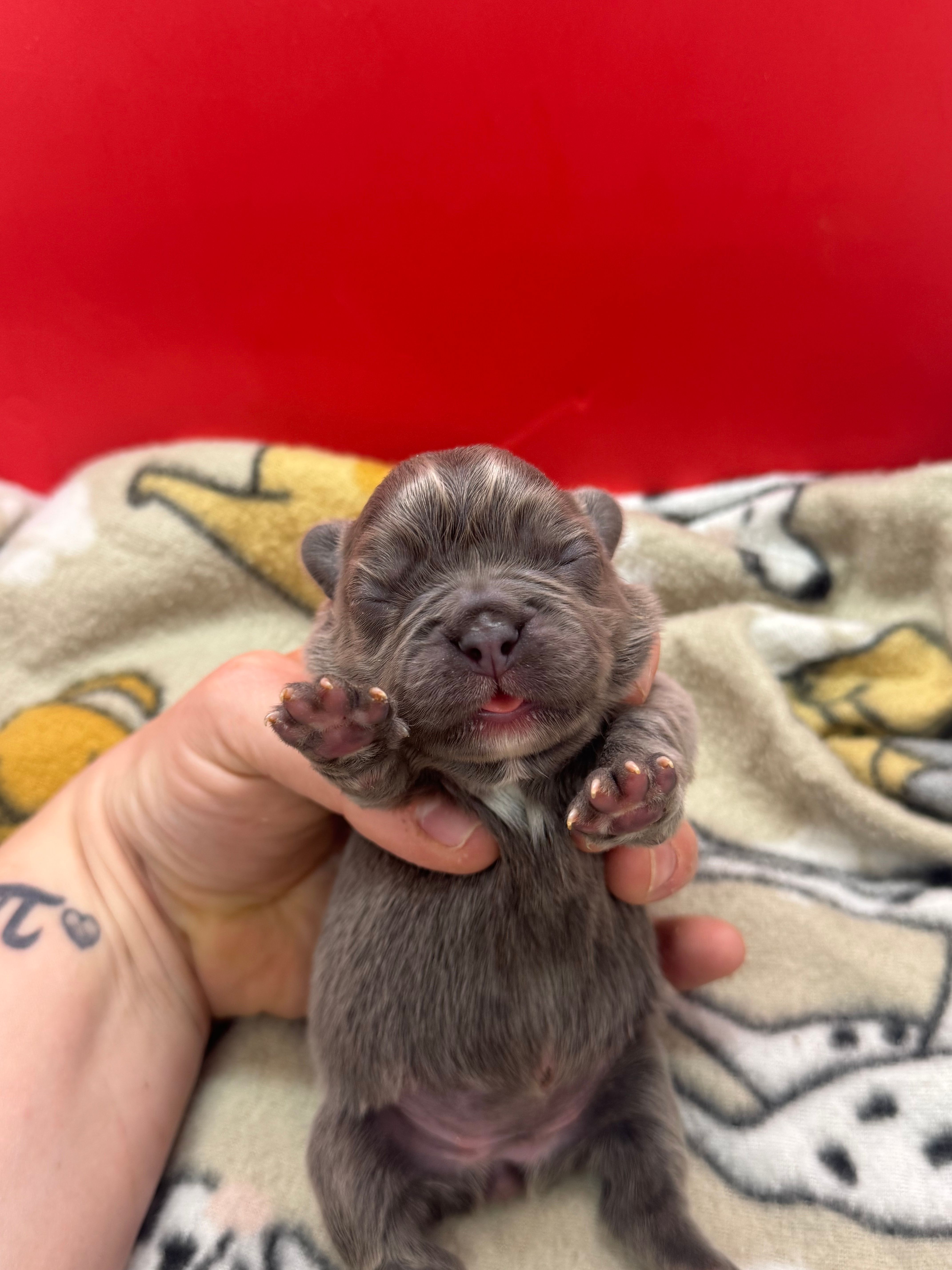 Full fluffy Lilac pink – French Bulldog puppy for sale in Schenectady, NY