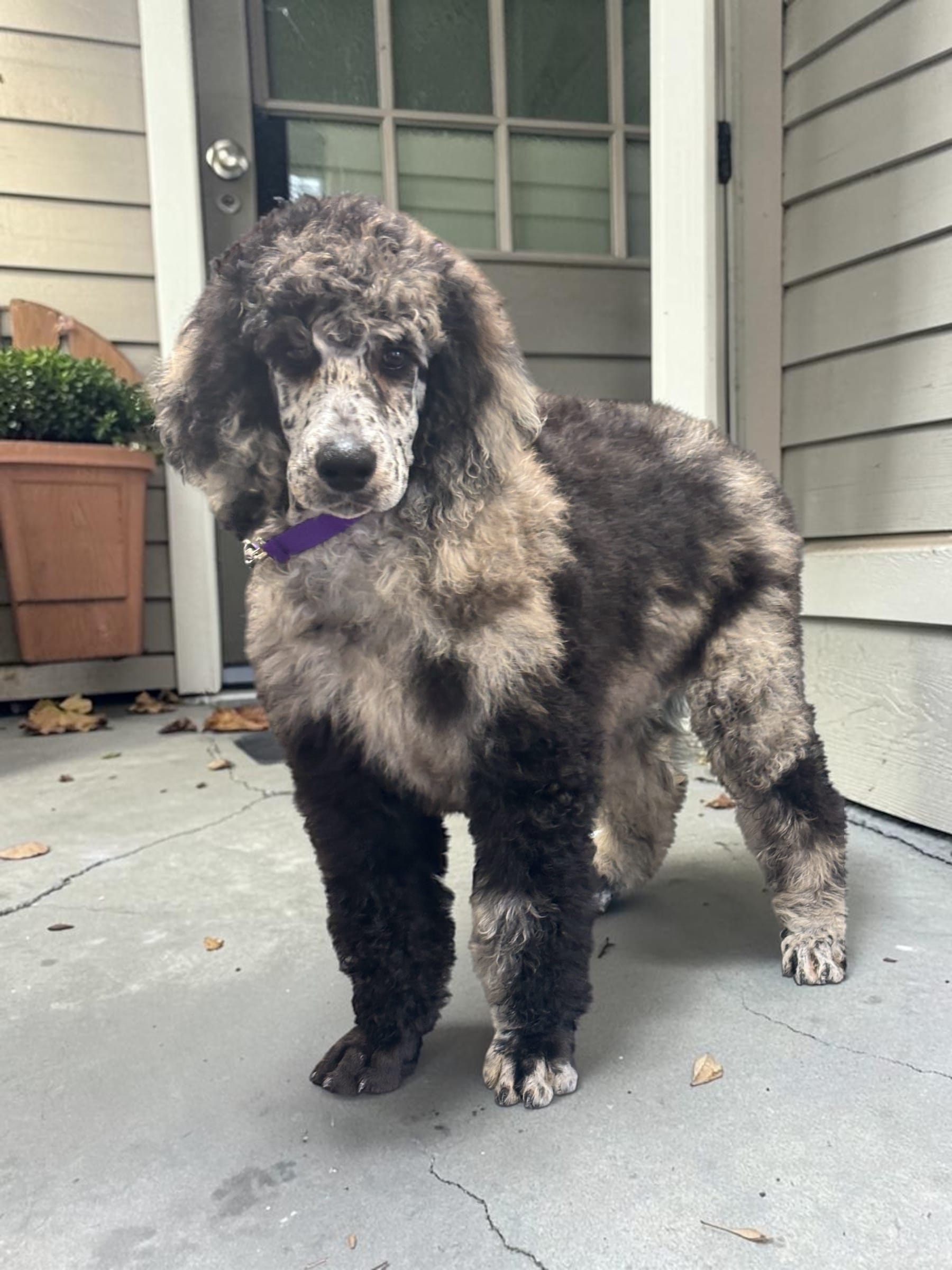 Phoenix  – Poodle - Multi-Colored Standard, Poodle - Standard  puppy for sale in Coalgate, OK
