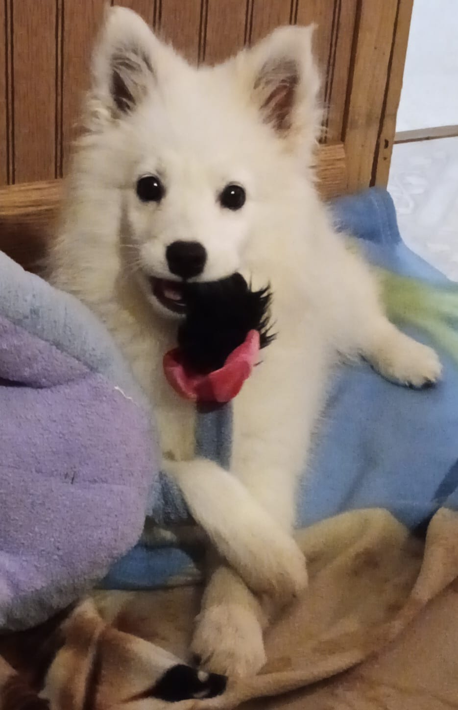 UKC Angel – American Eskimo puppy for sale in Franklinton, LA