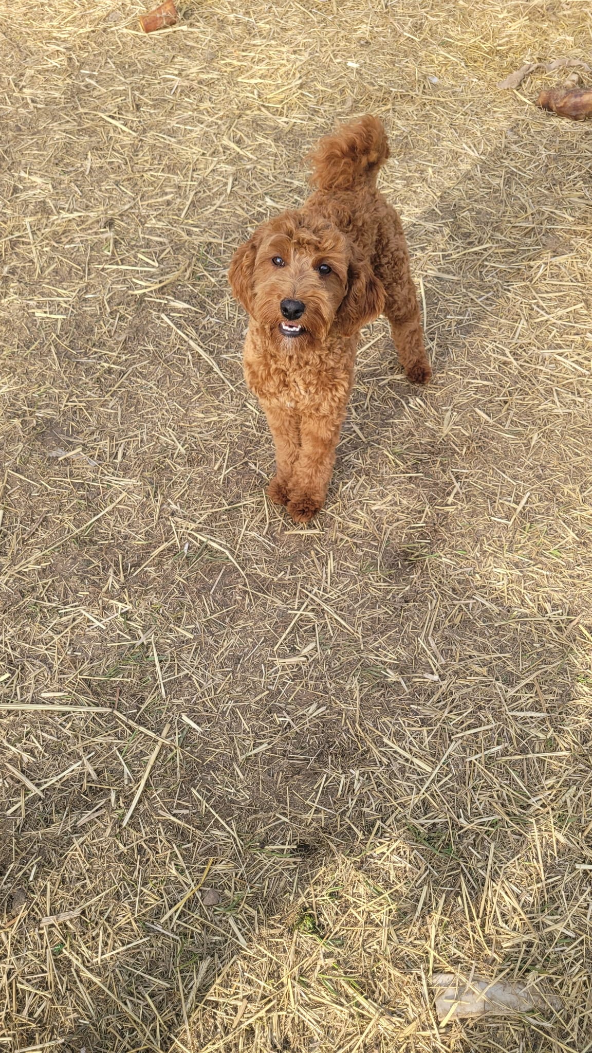 Annie – Miniature Goldendoodle puppy for sale in Minneapolis, MN