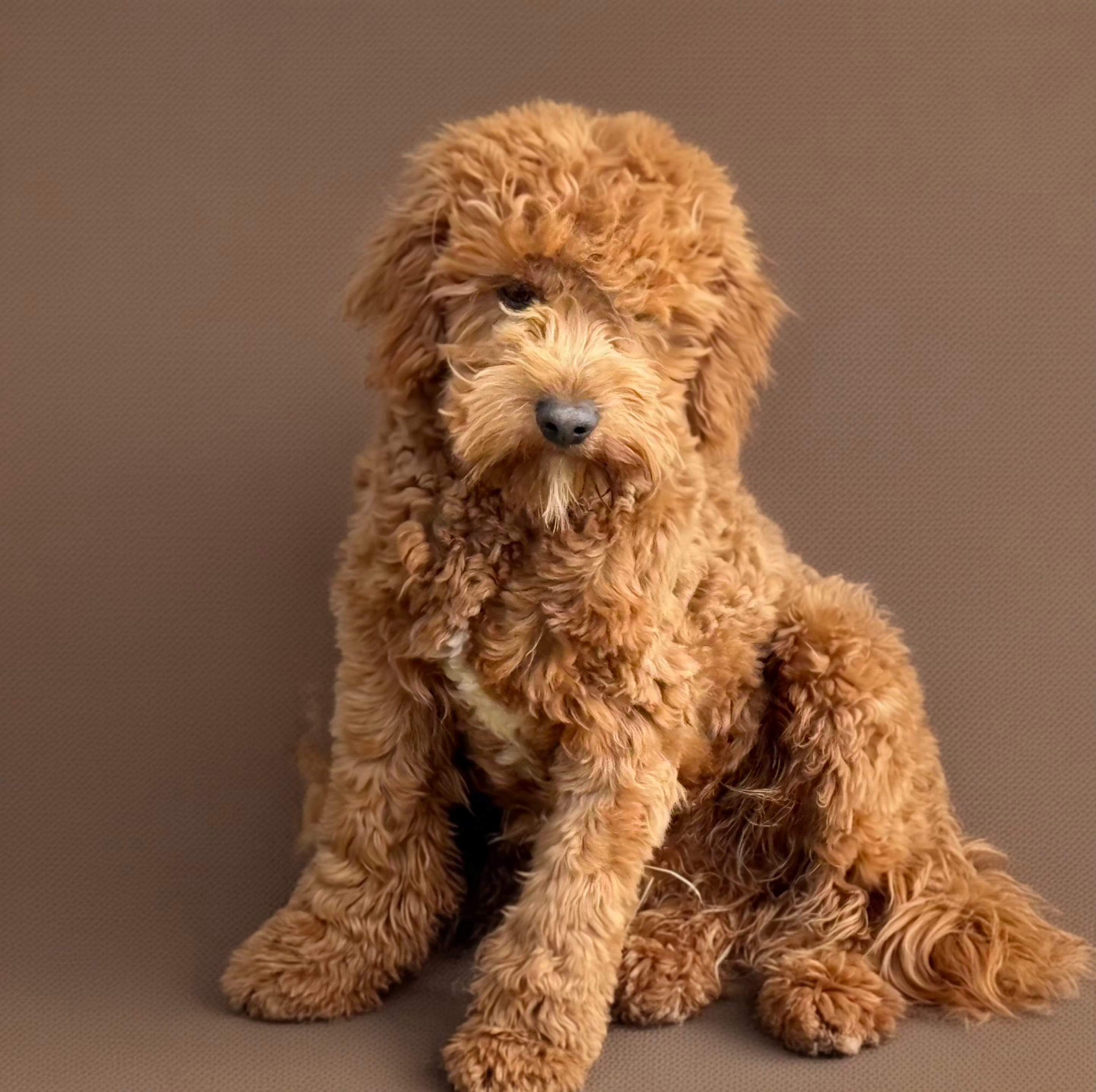 Alvin – Cavapoo, Poodle - Miniature  puppy for sale in Minneapolis, MN