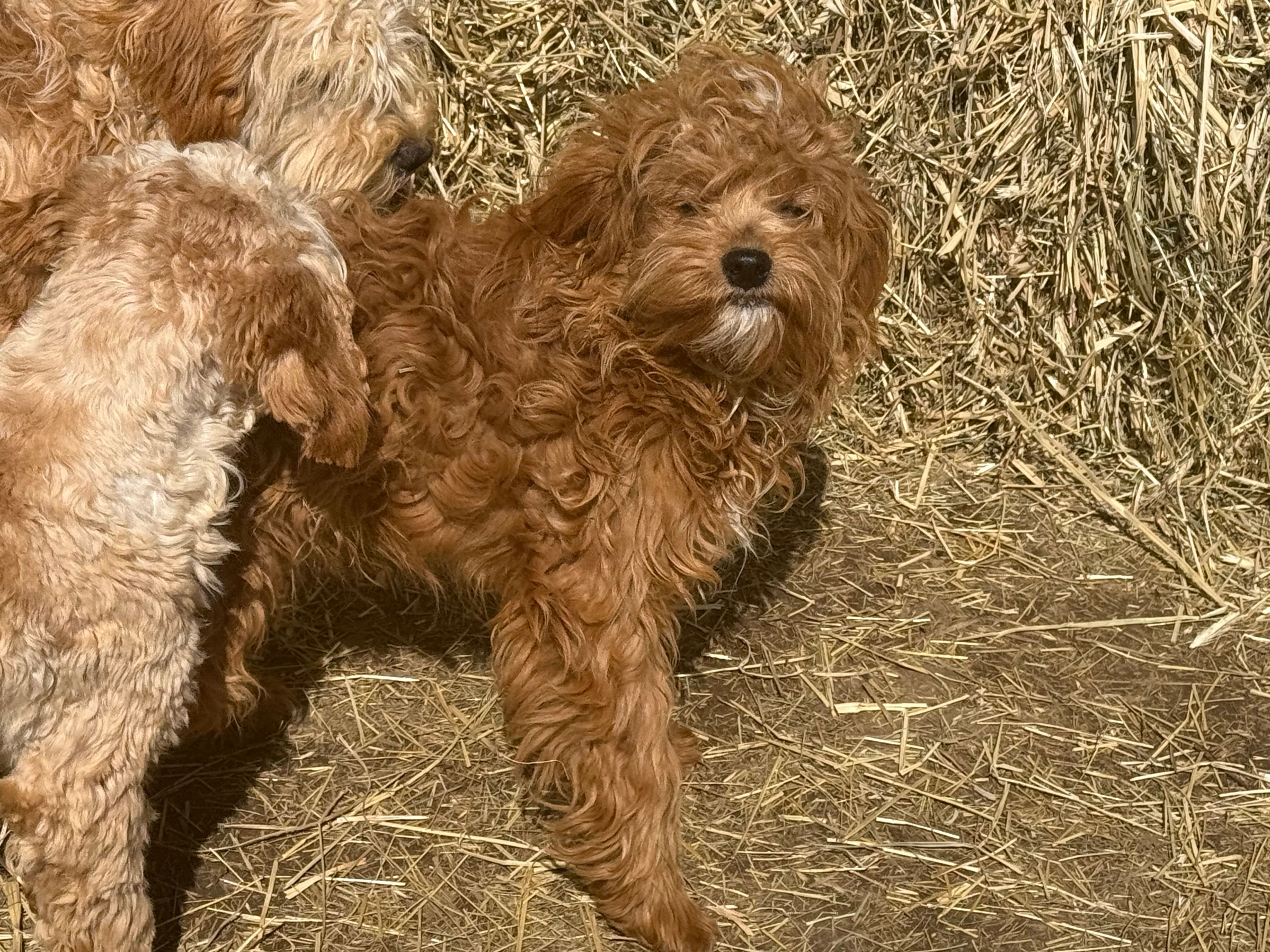 Deagon – Miniature Goldendoodle puppy for sale in Minneapolis, MN