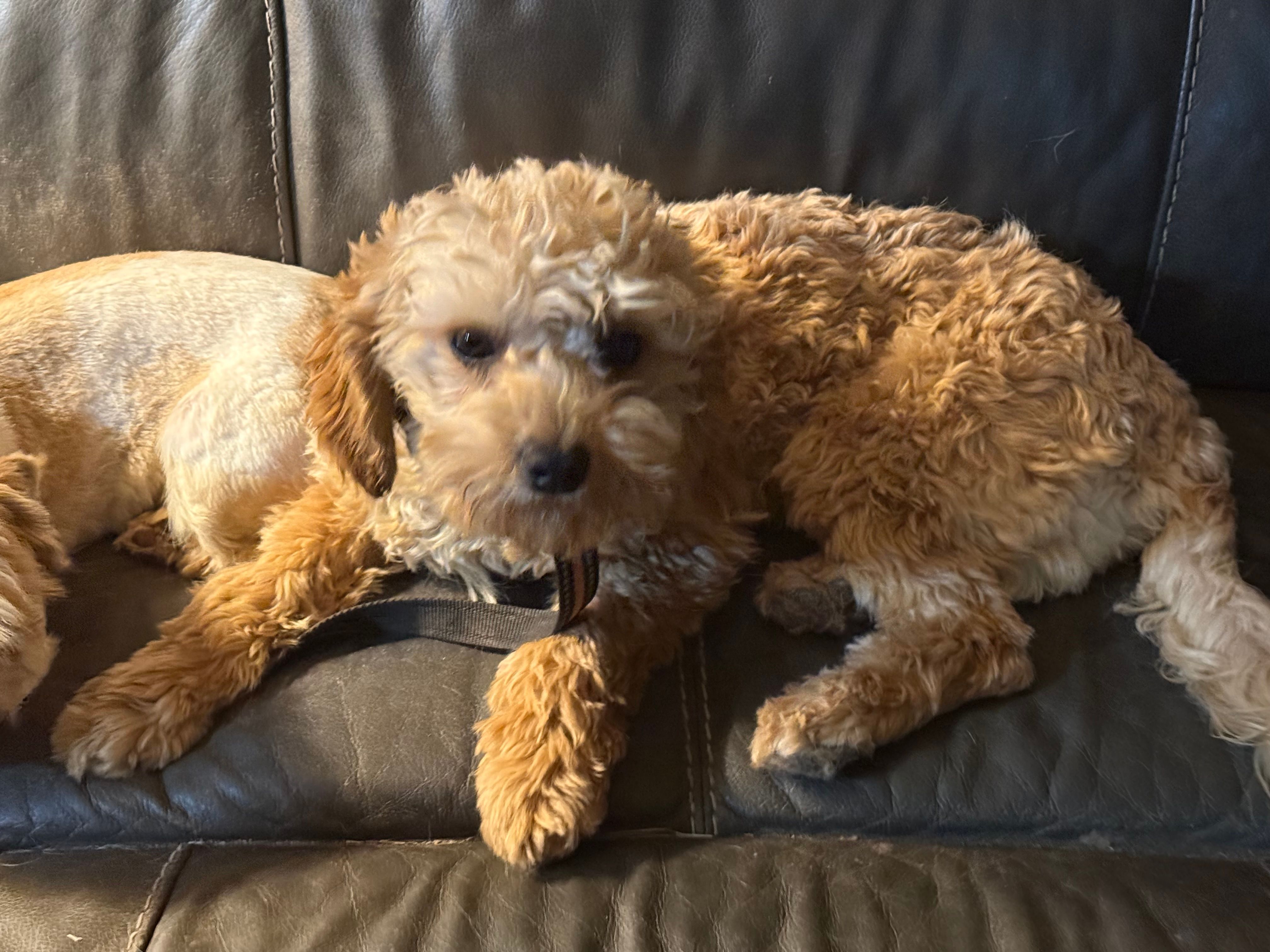 Diego potty trained  – Miniature Goldendoodle puppy for sale in Minneapolis, MN