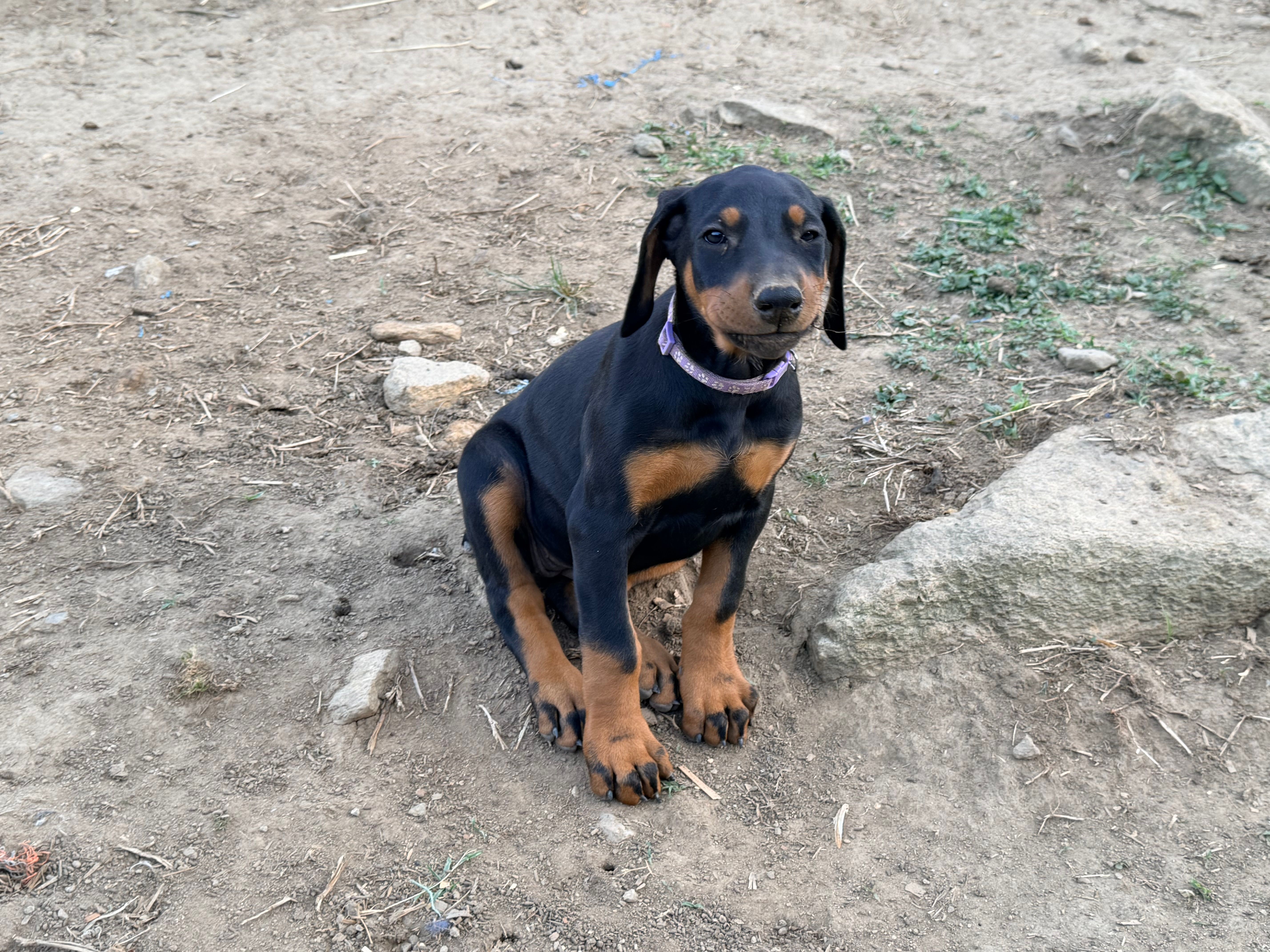 Purple – Doberman Pinscher puppy for sale in Leicester, NC