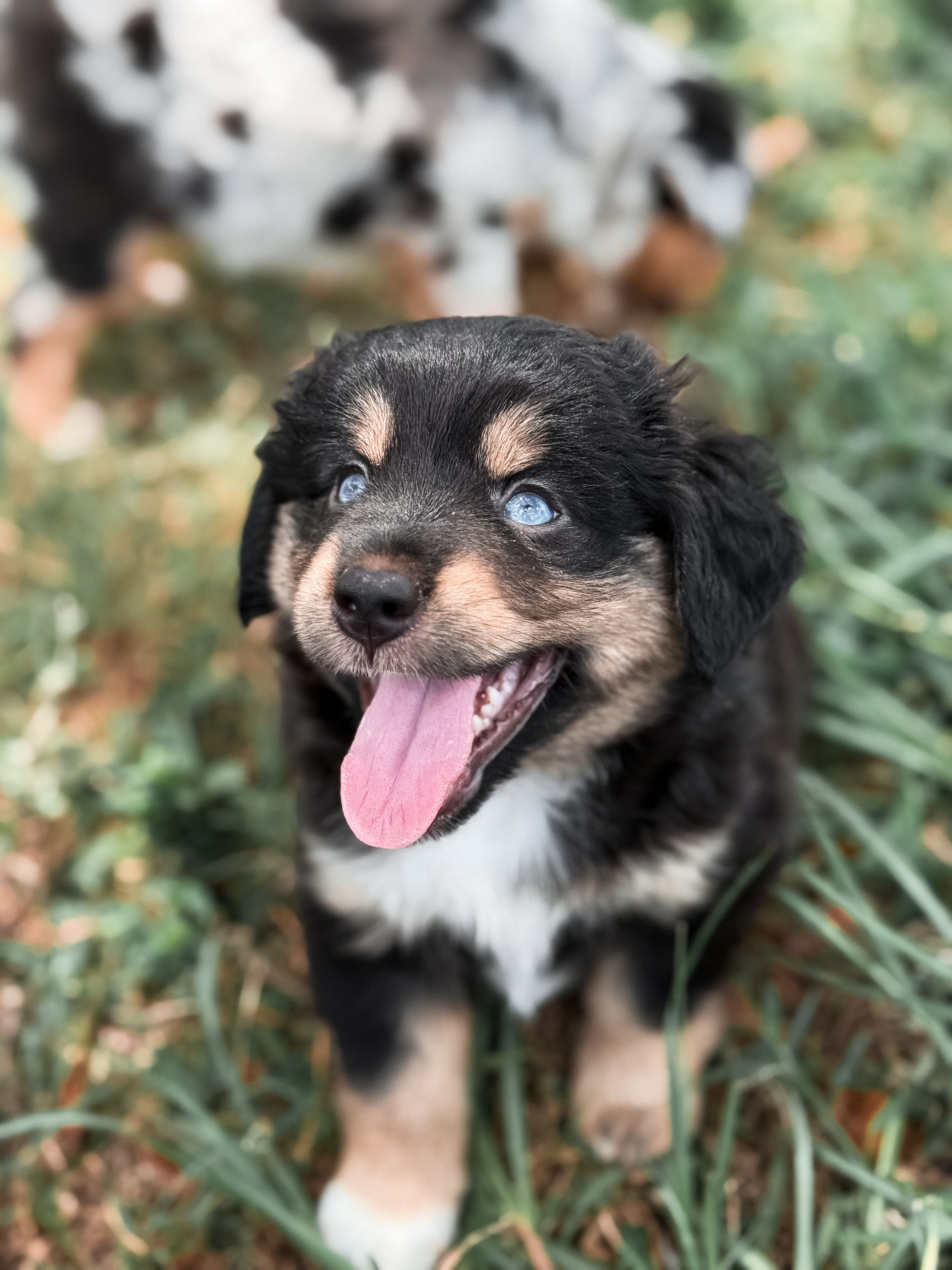 Rose ASDR – Miniature Australian Shepherd puppy for sale in Orlando, FL