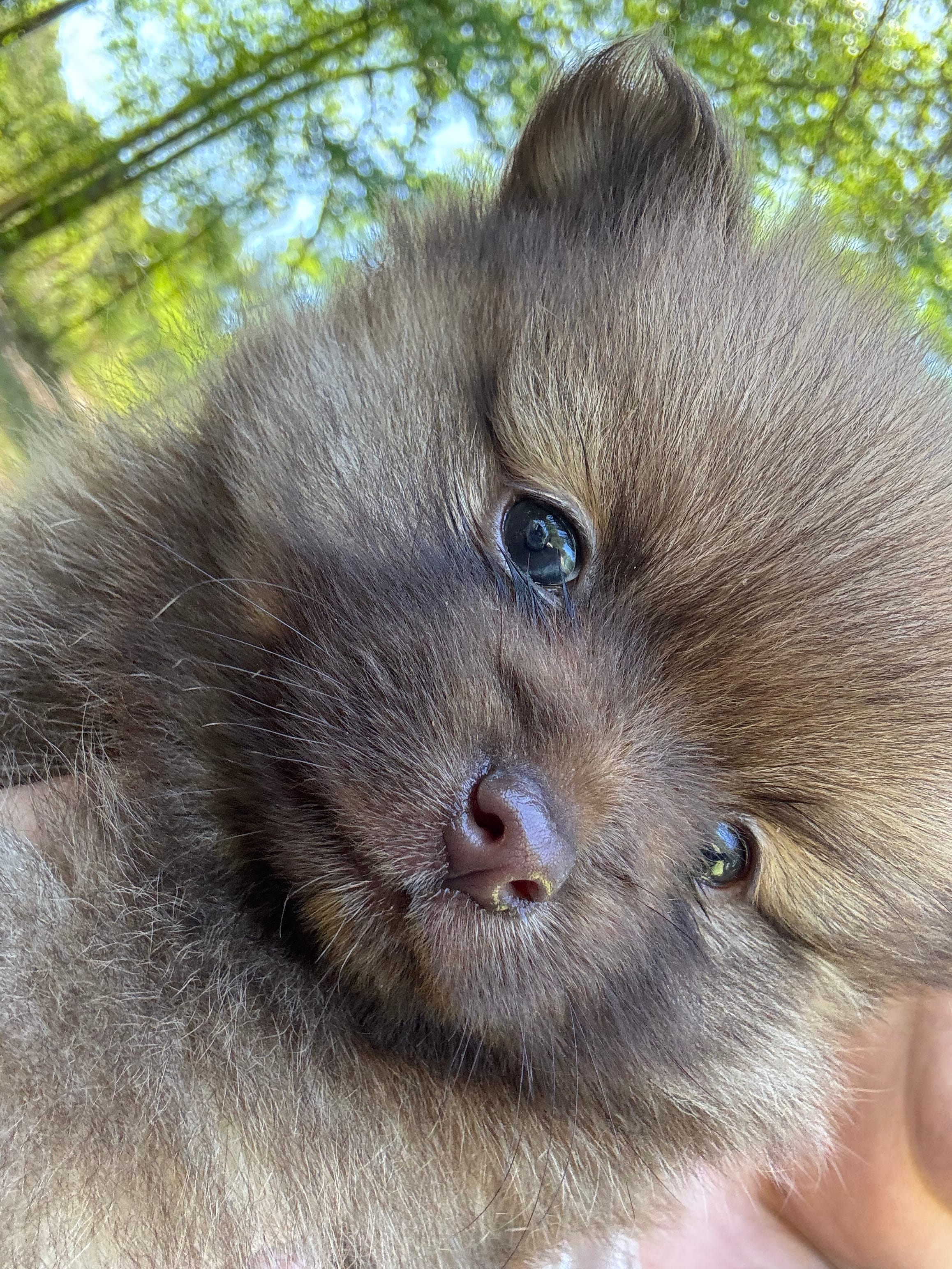 Puppy 3  – Pomeranian puppy for sale in Manning, SC